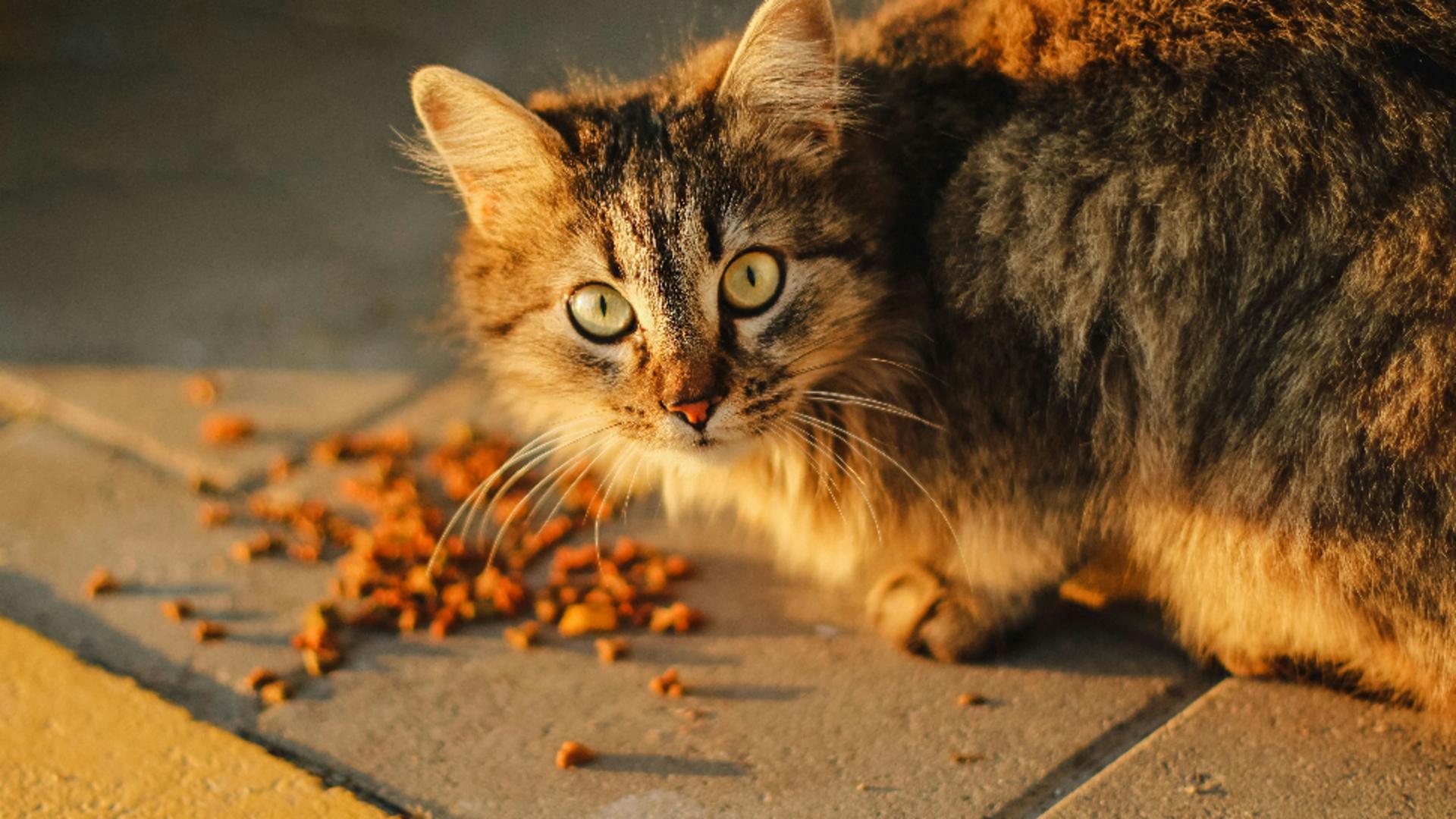 Pisicile o adoră, dar pot dezvolta alergii periculoase de la ea/ unsplas.com