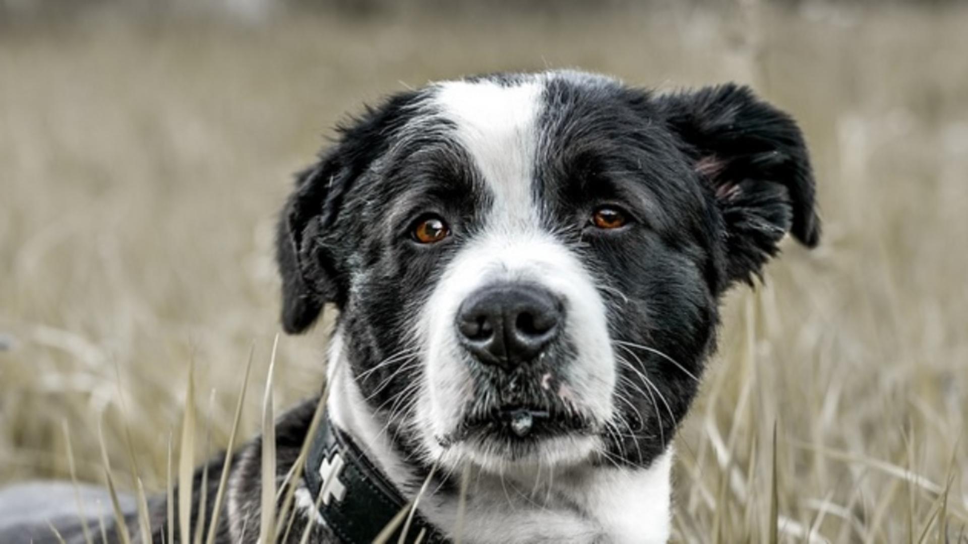 Obligația tuturor proprietarilor de câini: amendă de 2.000 de lei pentru o femeie care a încălcat legea – greșeala care a atras sancțiunea