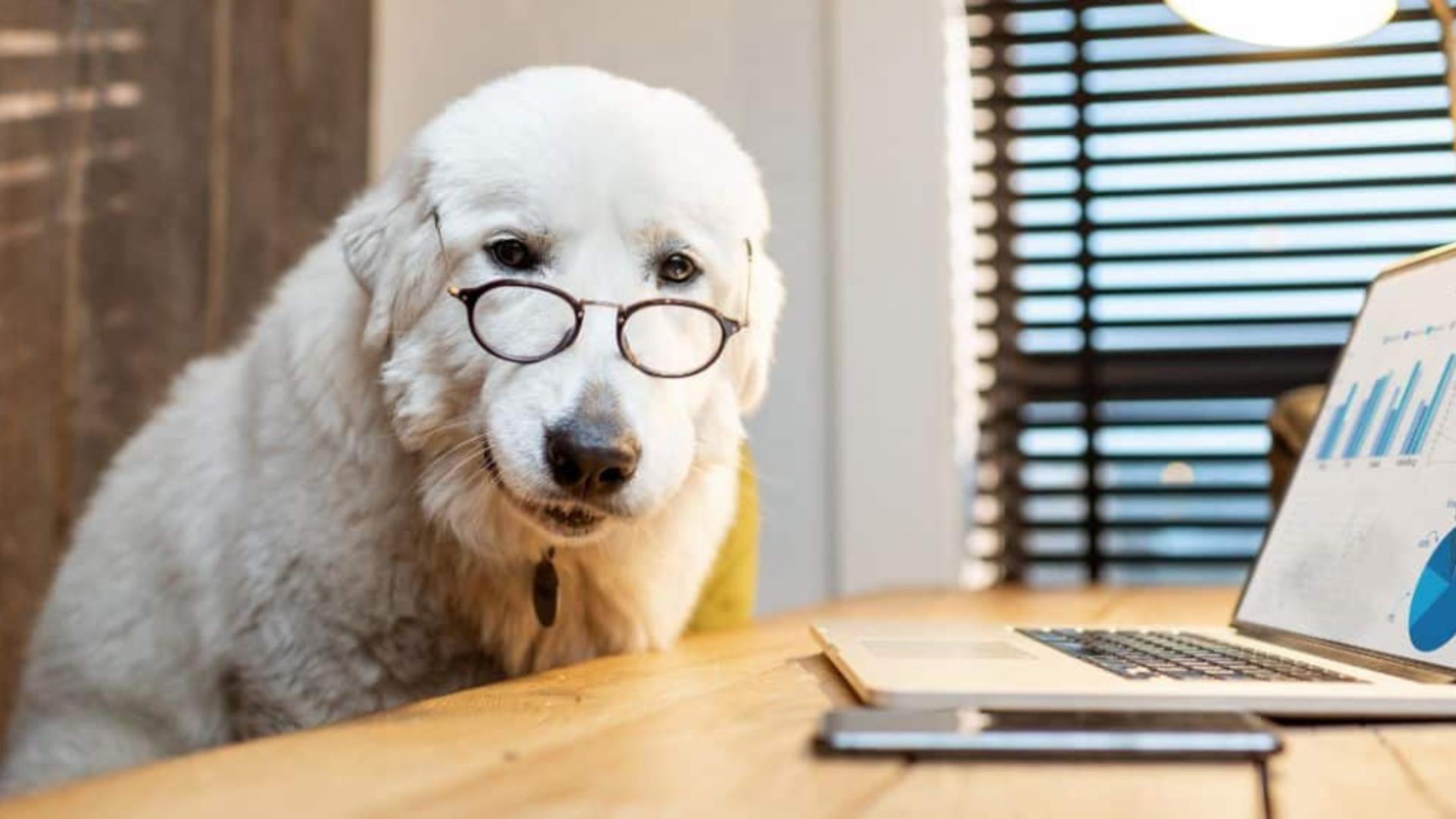 Companionii cu o minte strălucitoare: Top 5 cele mai inteligente rase de câini