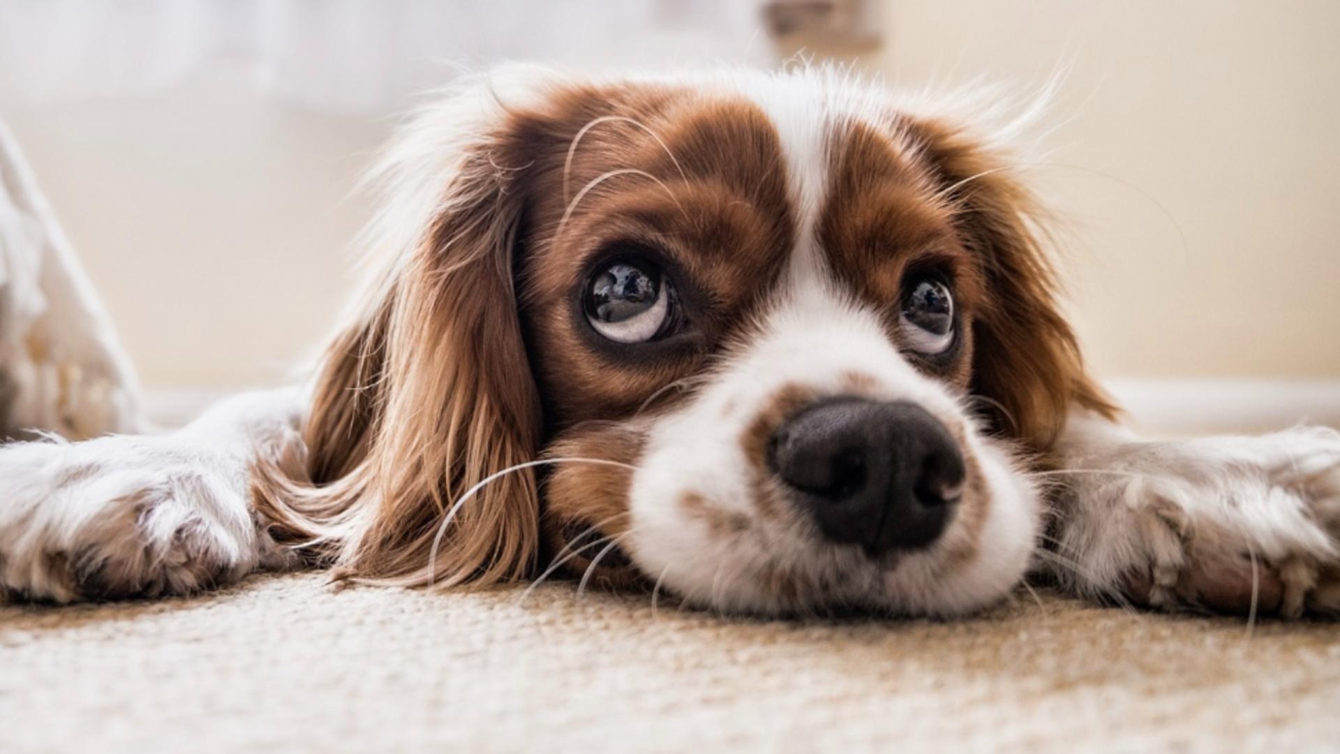 Alertă printre proprietarii de câini: o boală misterioasă afectează grav animalele