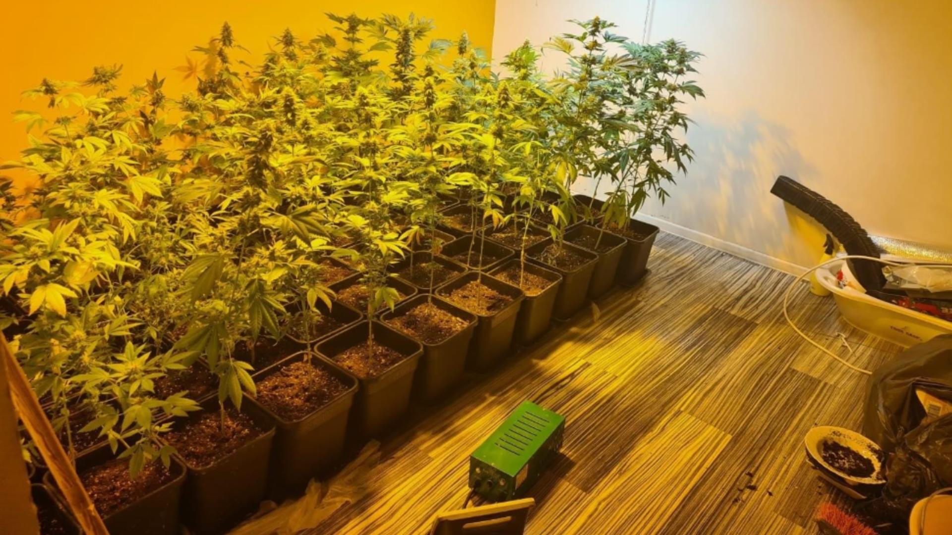 Cultură de canabis, la Sintești, Ilfov. Peste 100 de plante și ustensile pentru fabricat droguri, găsite la un cetățean în casă