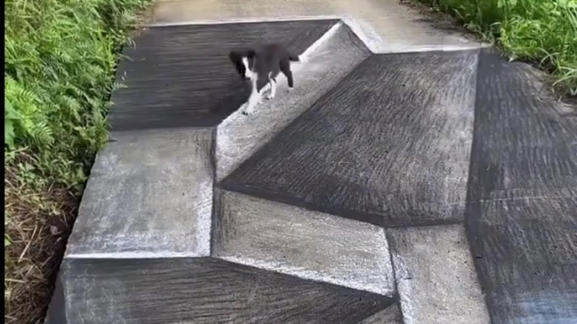 Iluzia optică PERFECTĂ. Până și un câine a fost păcălit – VIDEO