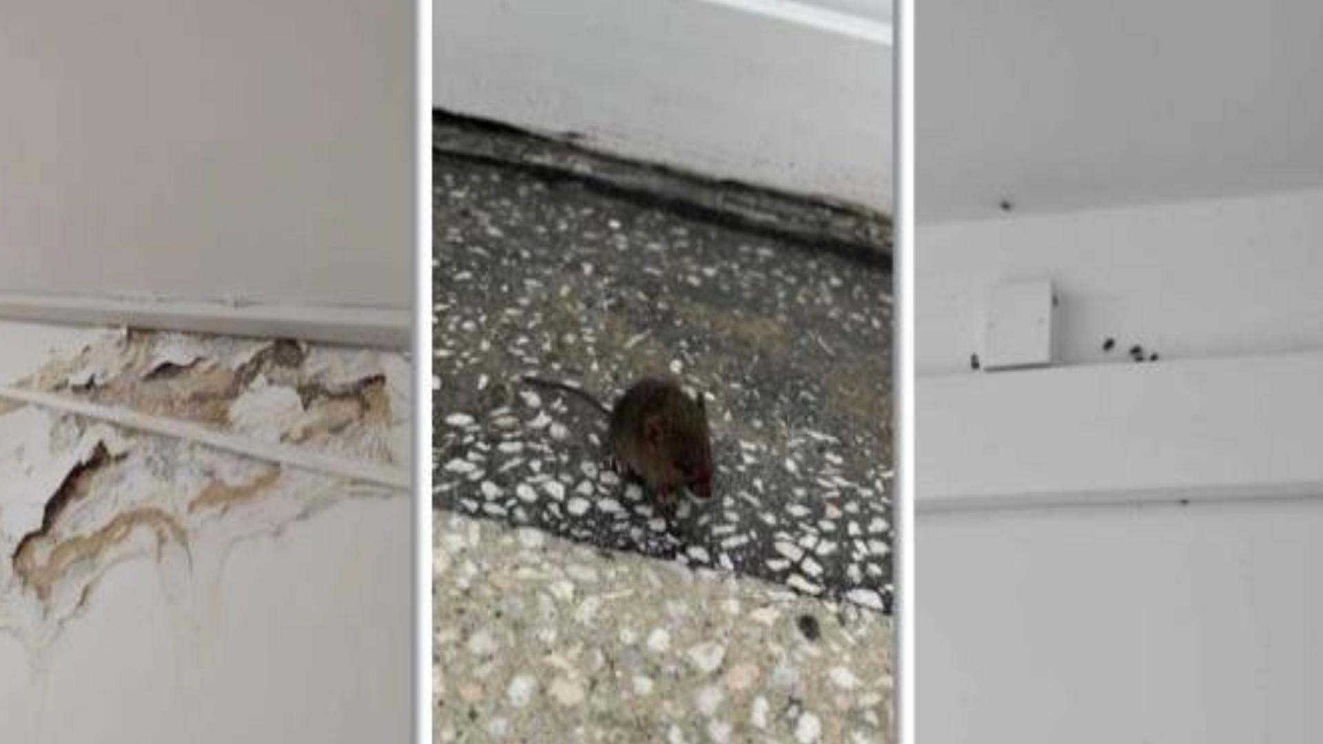Cămin studențesc din Timișoara, invadat de șoareci și gândaci. Pereții, plini de mucegai