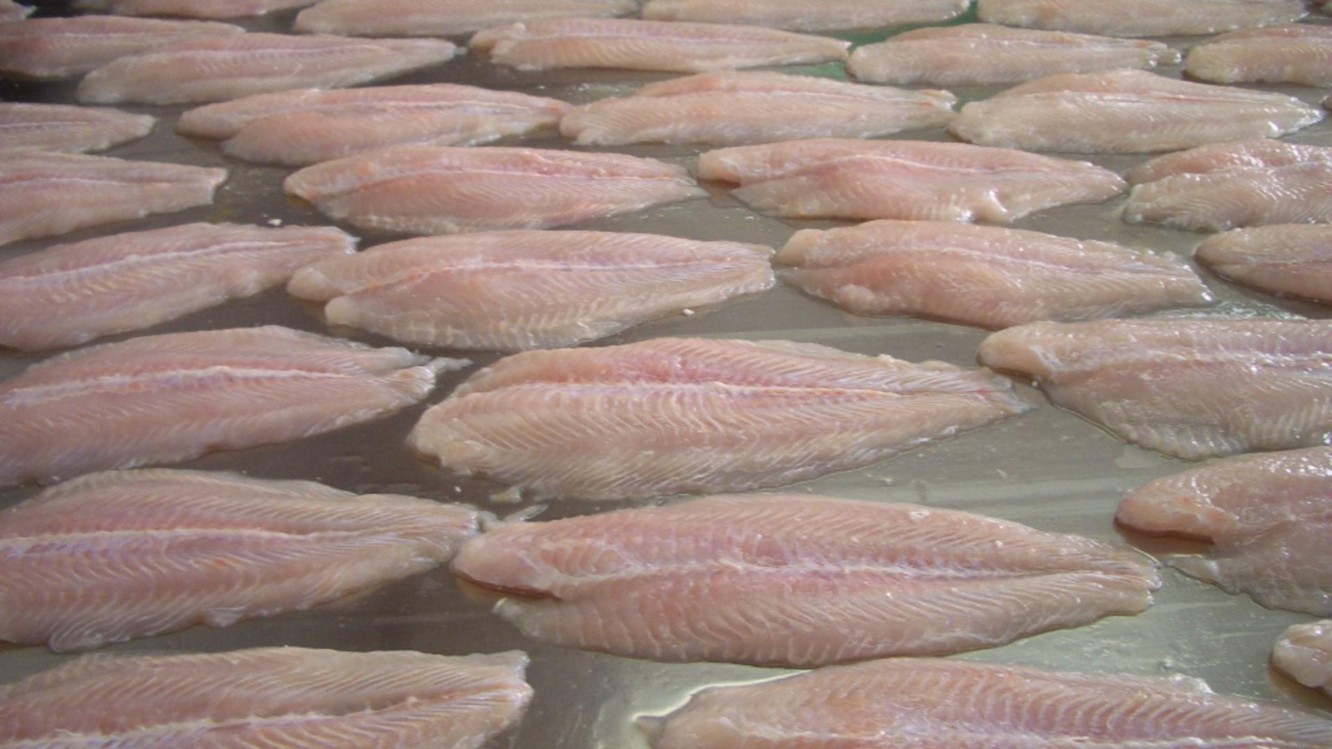 Cât de toxic este, de fapt, peștele pangasius. Nu degeaba este cel mai ieftin: interzis la comercializare în mai multe magazine