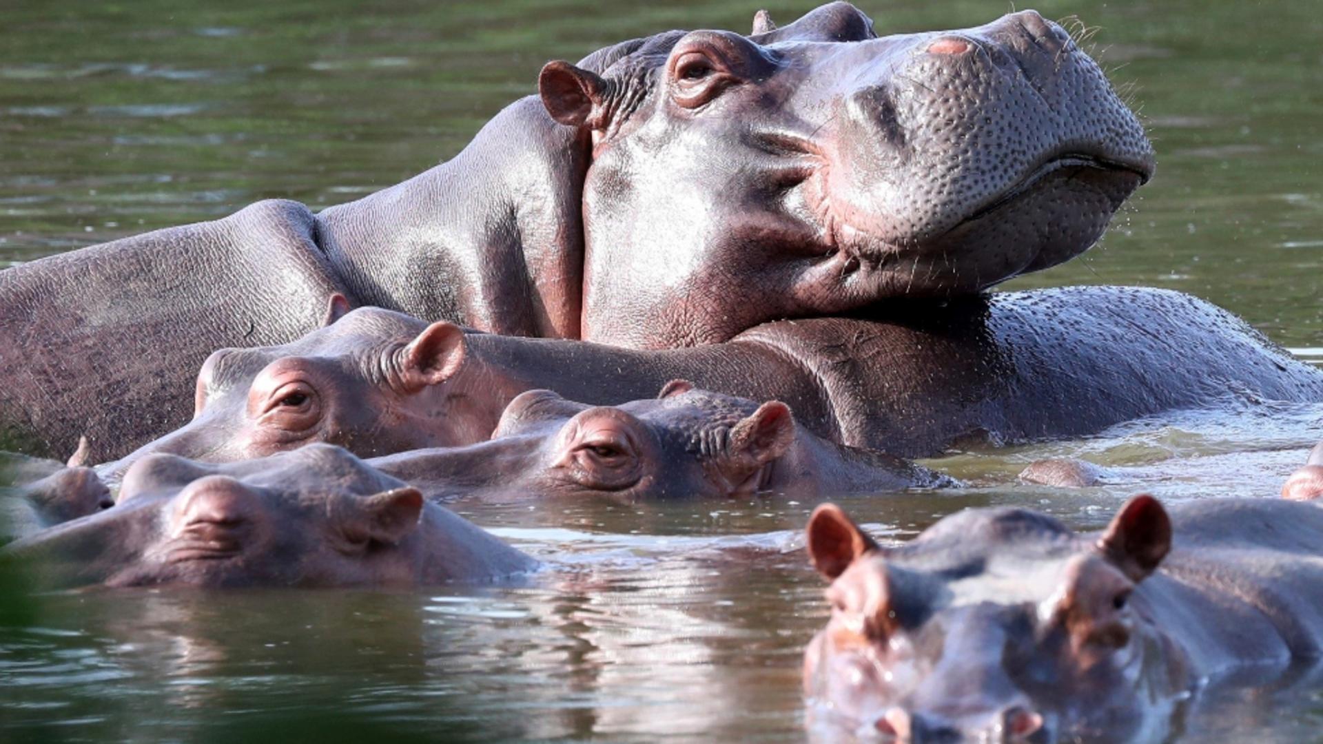 Hipopotamii vestitului baron al drogurilor, Pablo Escobar, ar putea fi eutanasiați. Foto: Profimedia
