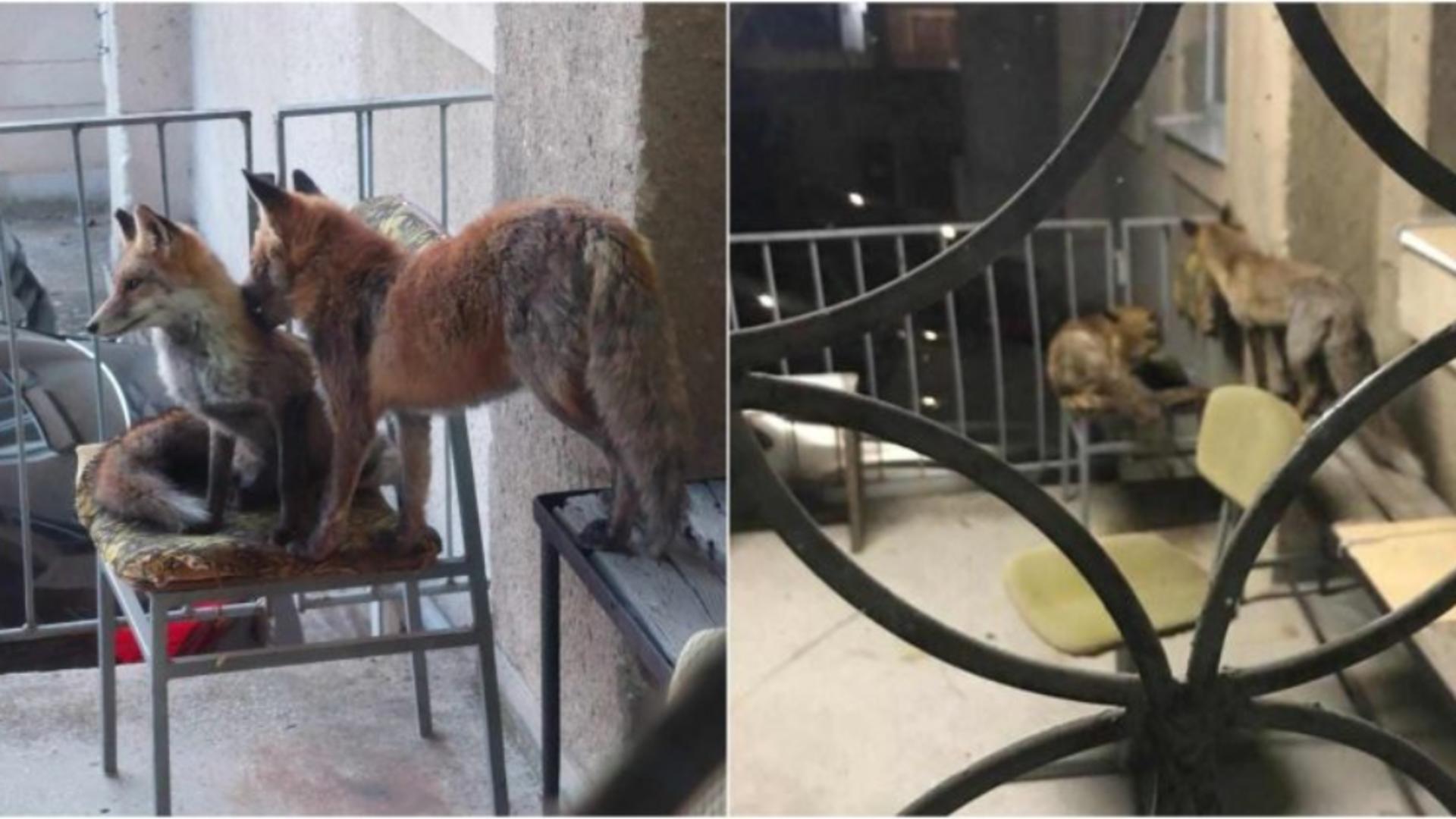 Vulpile au luat cu asalt Arhivele Naționale. Cum au ajuns animalele sălbatice în instituțiile din mijolcul orașului FOTO