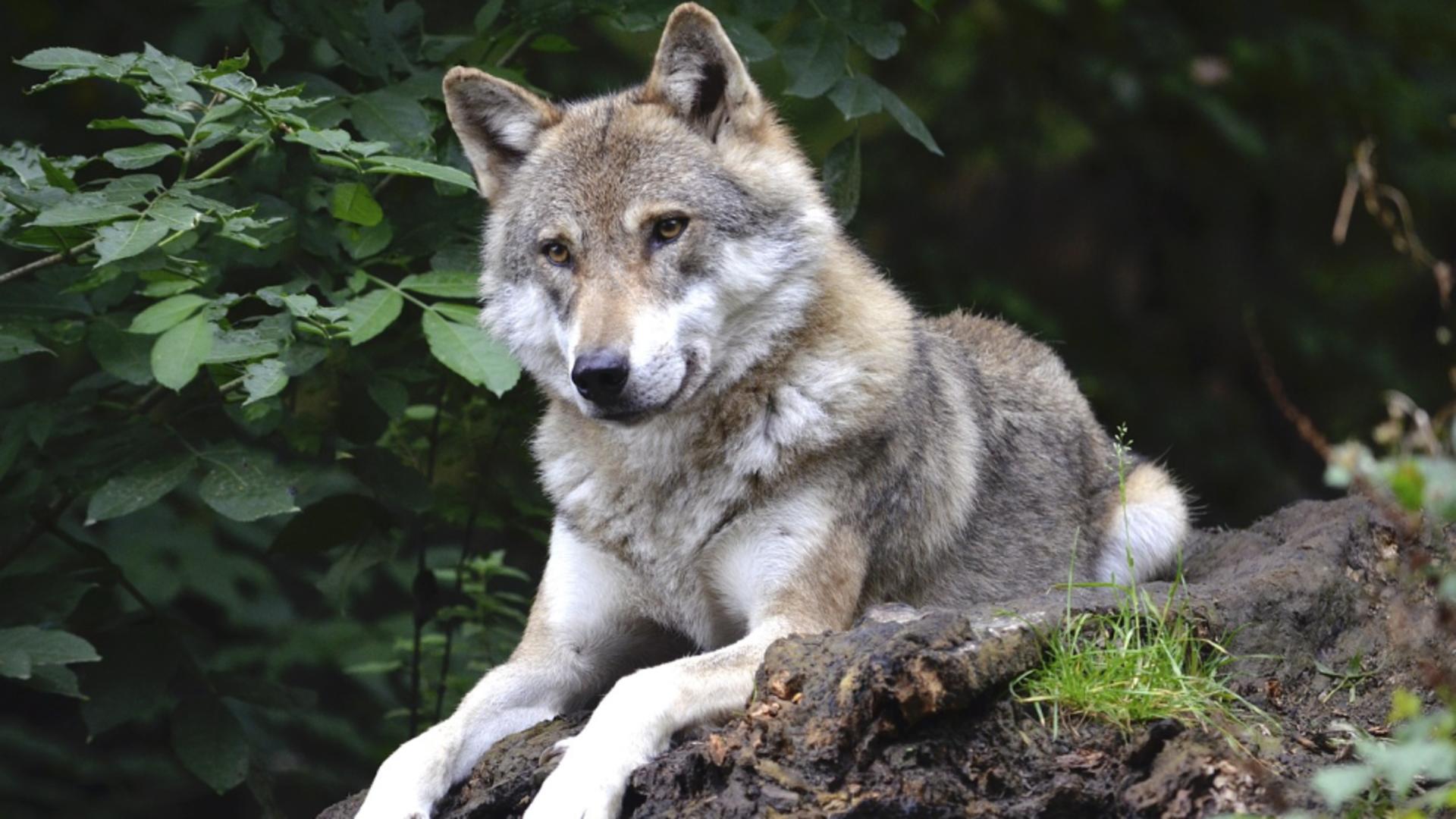 Primul hibrid lup-câine a fost descoperit în Carpaţii Meridionali. Foto ilustrativ
