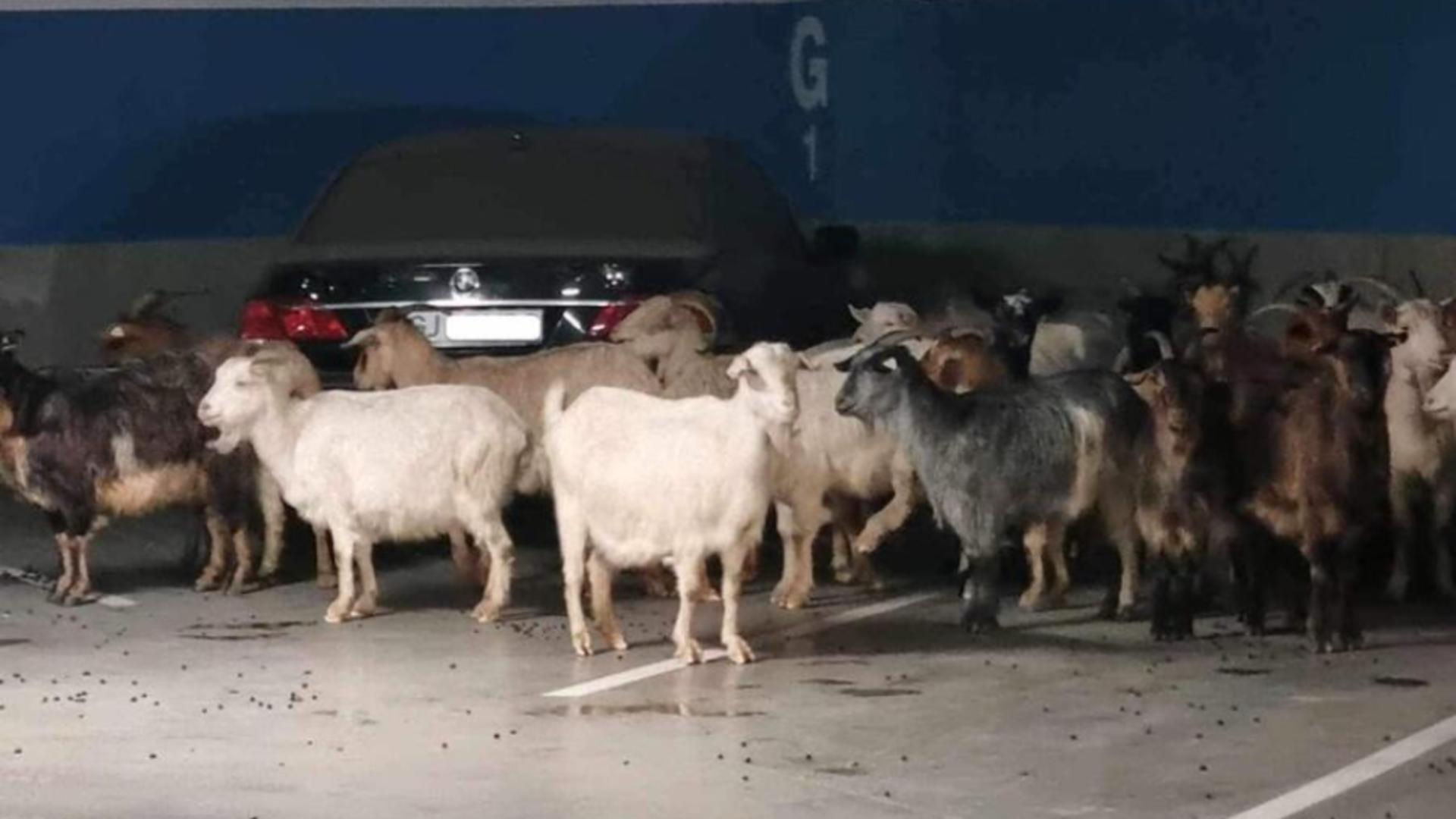 Turmă de capre, evacuată din parcarea unui mall din România – FOTO