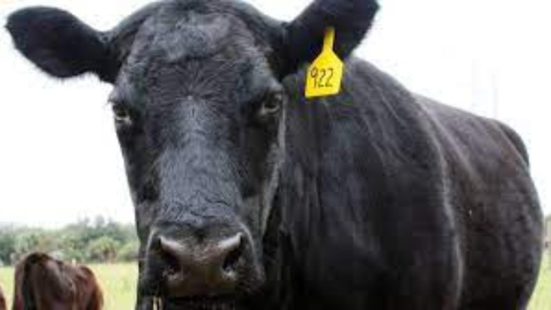 Un fermier român a dat vacile românești pe exemplare Angus. De ce este această rasă tot mai căutată de producători