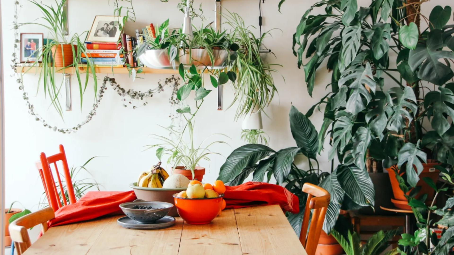 8 plante care aduc noroc și bogăție în fiecare casă – E important unde sunt puse în fiecare cameră 