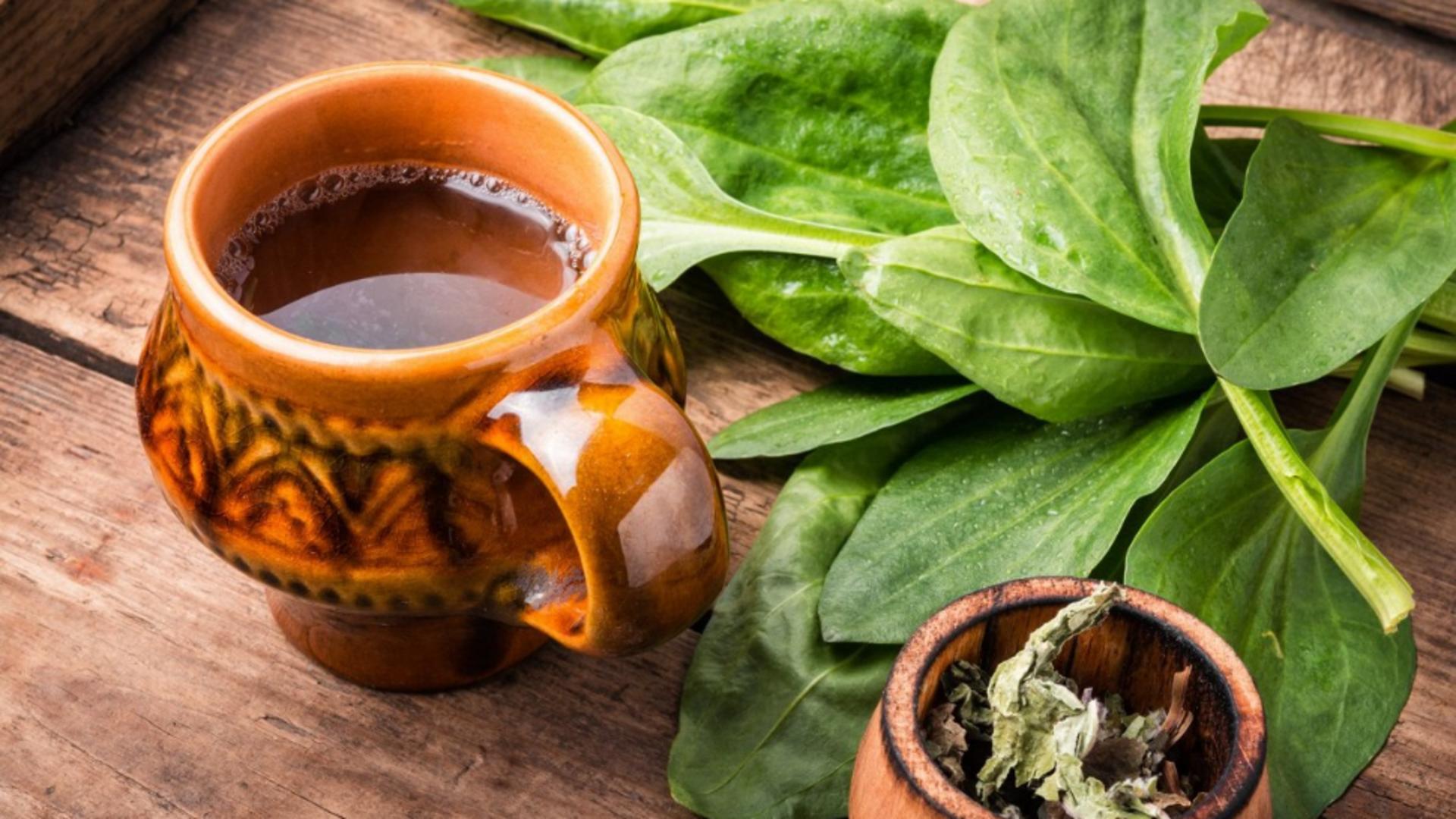 Ceaiul pansament pentru stomac, un leac străvechi în boli respiratorii și digestive - Efecte asupra paraziților intestinali și ulcerului