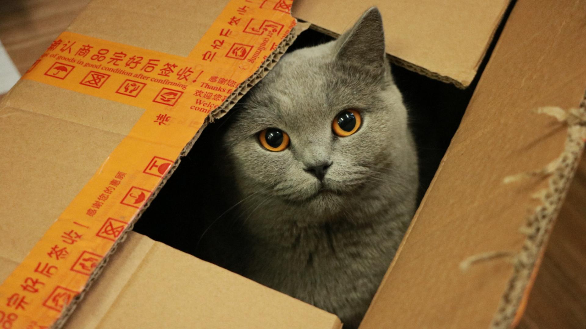 Motivul nebănuit pentru care pisicile iubesc cutiile de carton – Explicația științifică din spatele acestei fascinații inedite