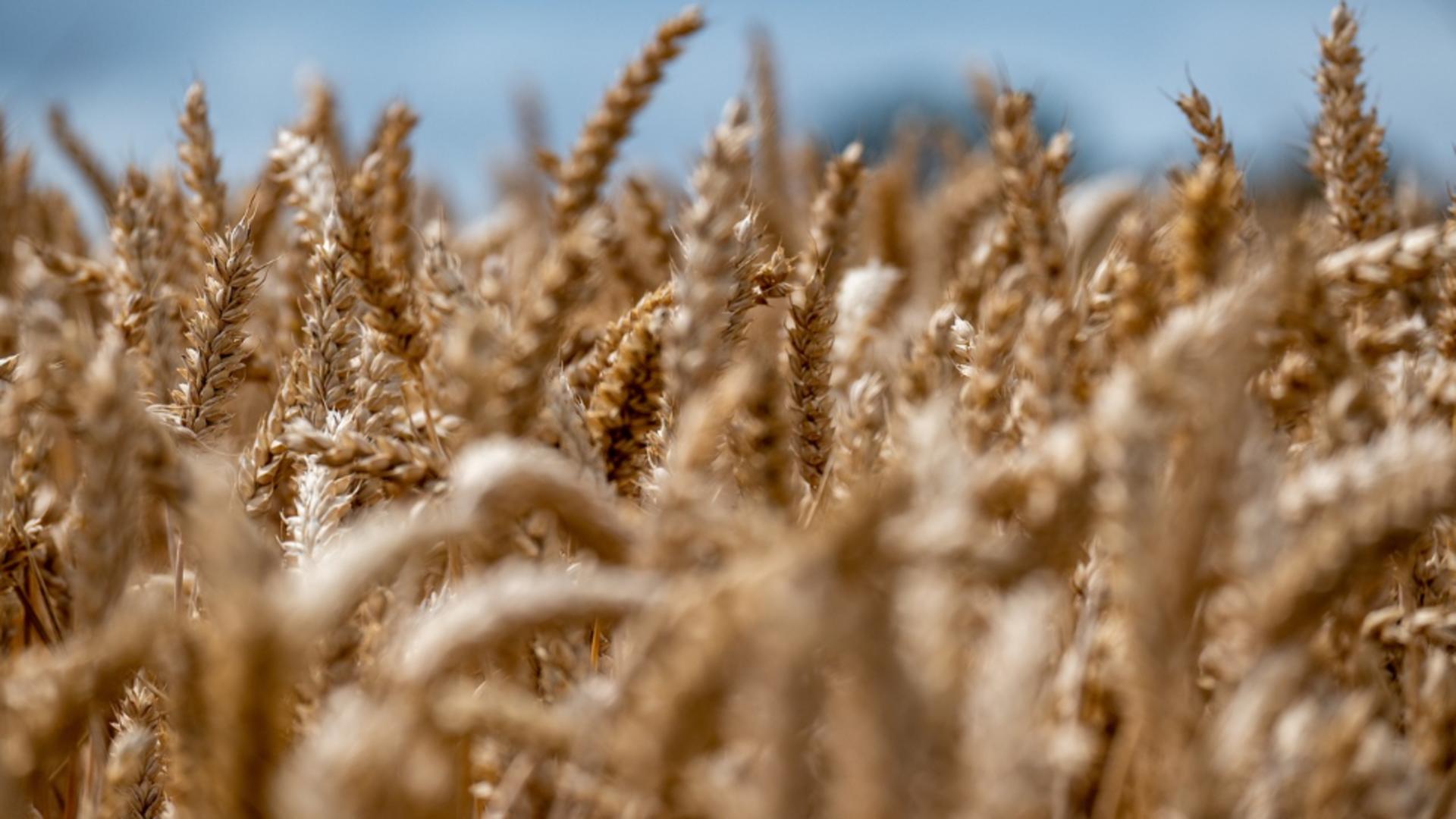 Guvernul a prelungit reglementările privind importul şi tranzitul cerealelor ucrainene până în iunie 2024