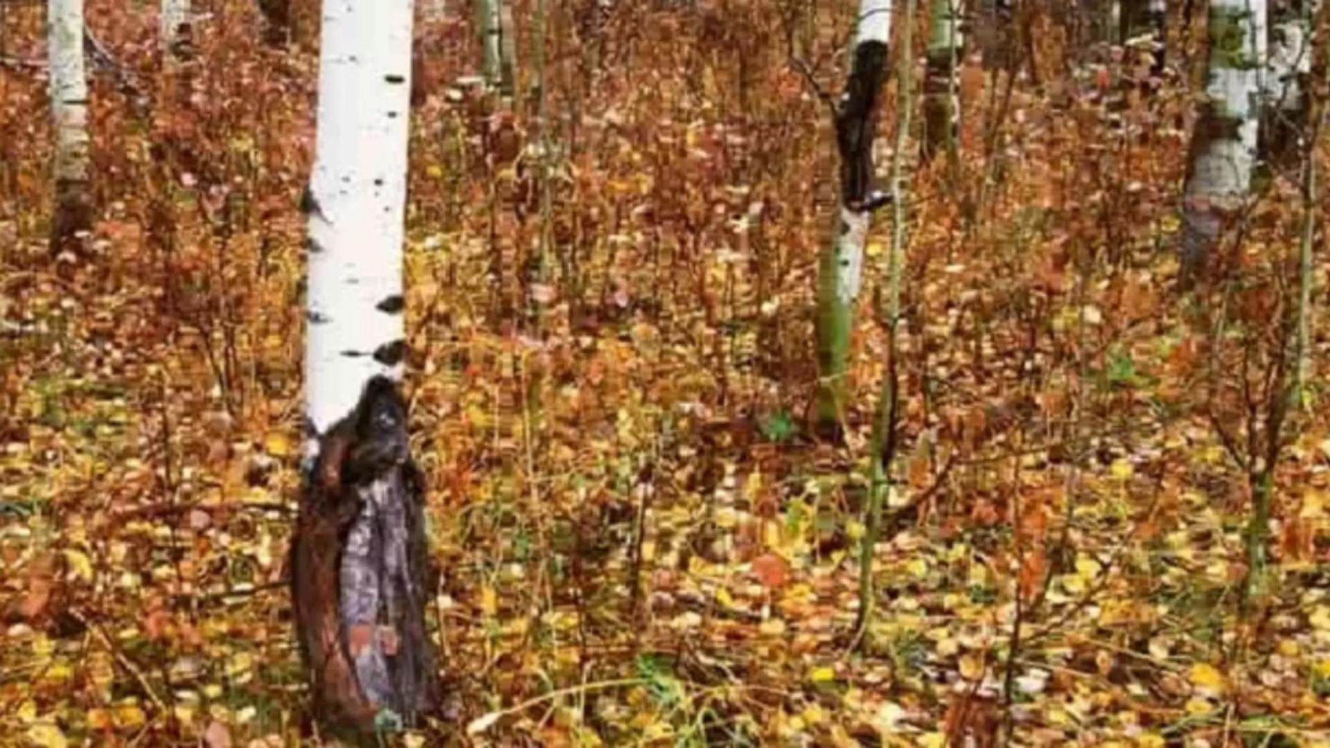 Găsește lupul din pădure în 10 secunde! Testul pe care îl trec numai persoanele cu o inteligență rară – adevăratele genii