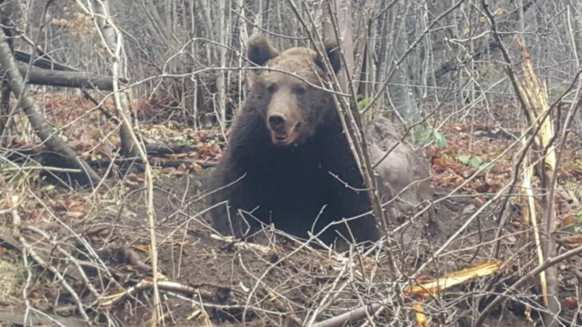 Doi bărbați vânători au fost atacați de urs în Bistrița-Năsăud - Rănile sunt grave, inclusiv la nivelul feței