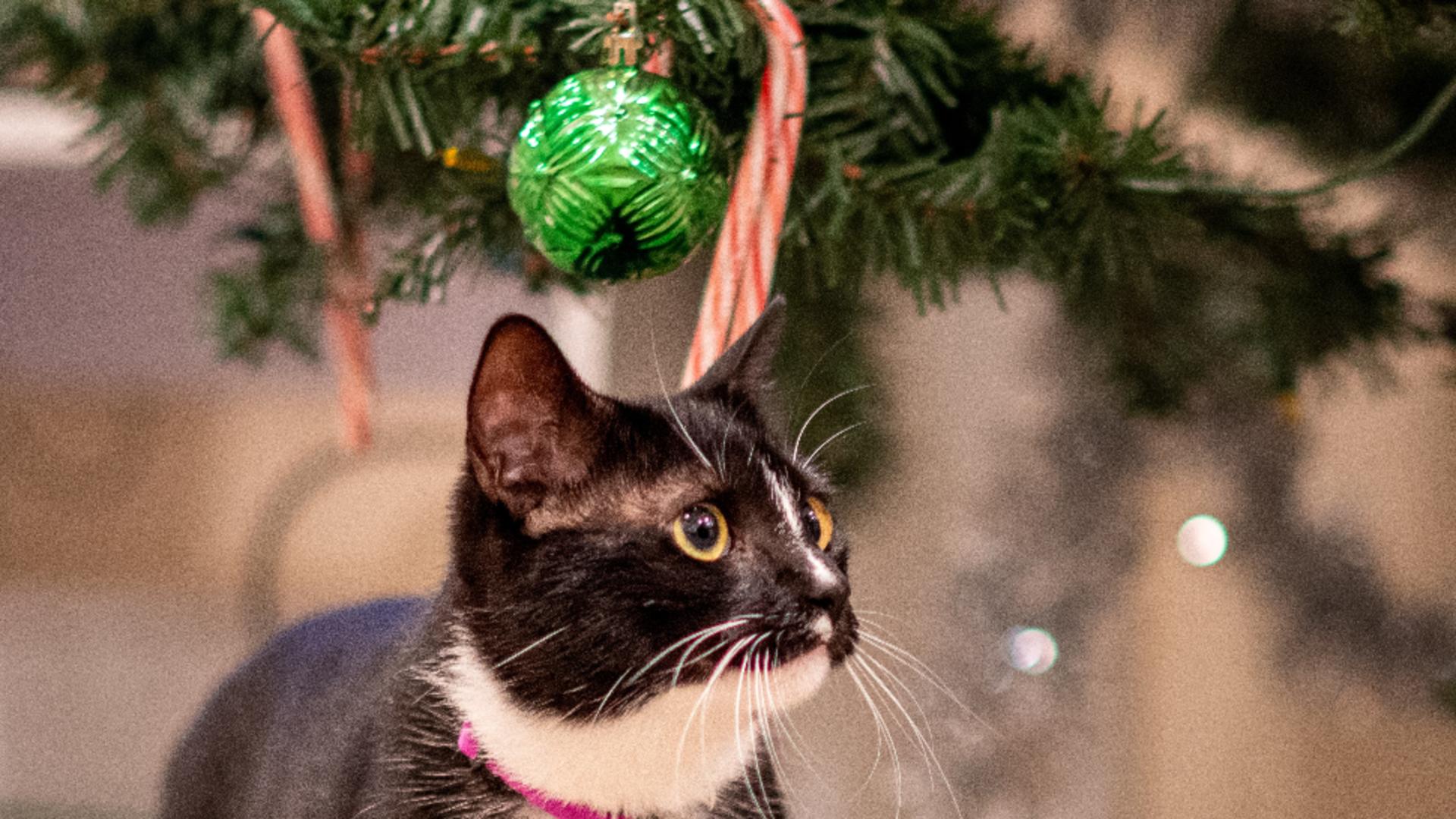 Cele mai bune metode pentru a ține pisica departe de bradul de Crăciun - Top 5 mirosuri care o pun pe fugă/ unsplash.com