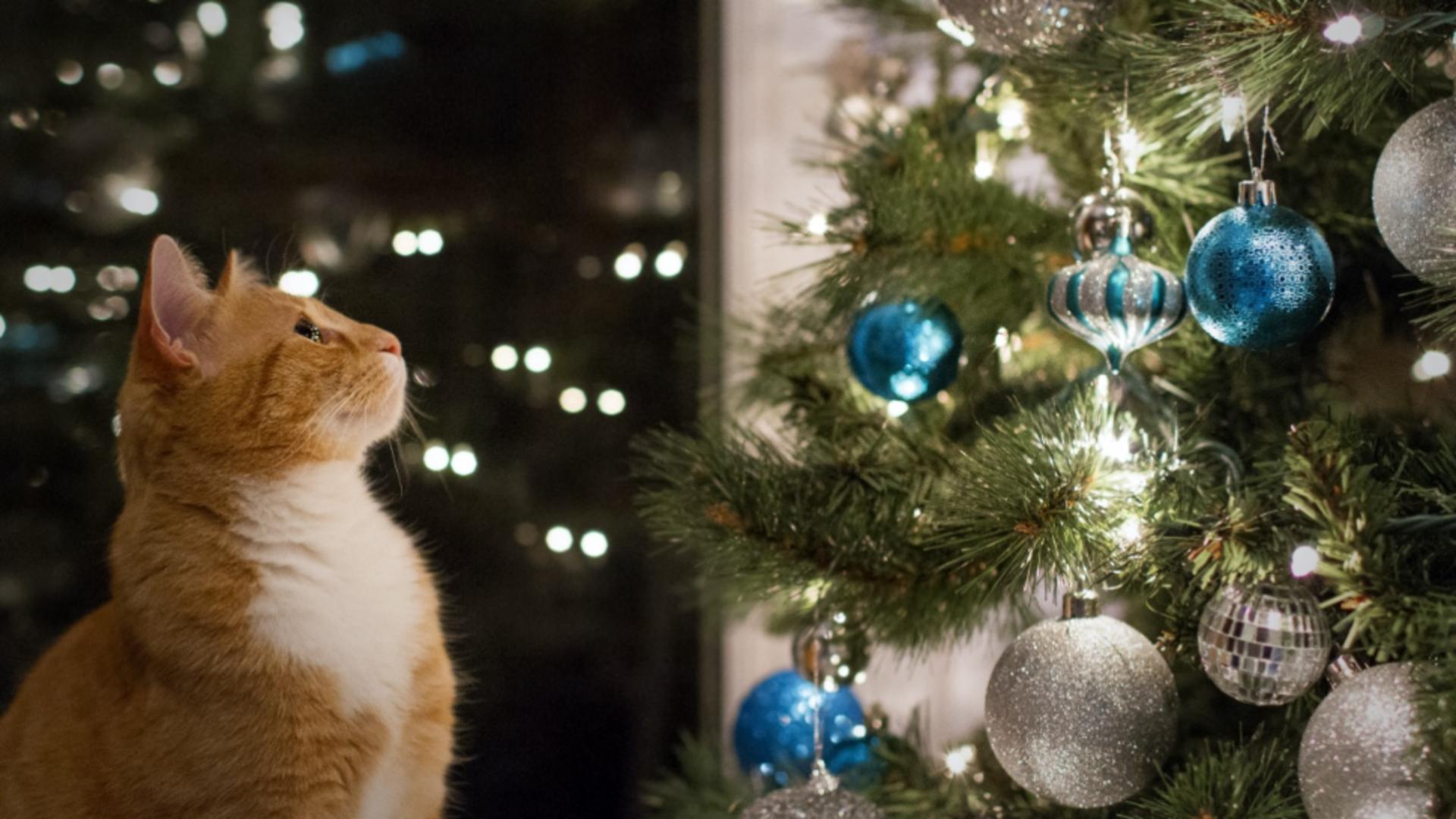 Trucurile prin care să ții pisica departe de bradul de Crăciun