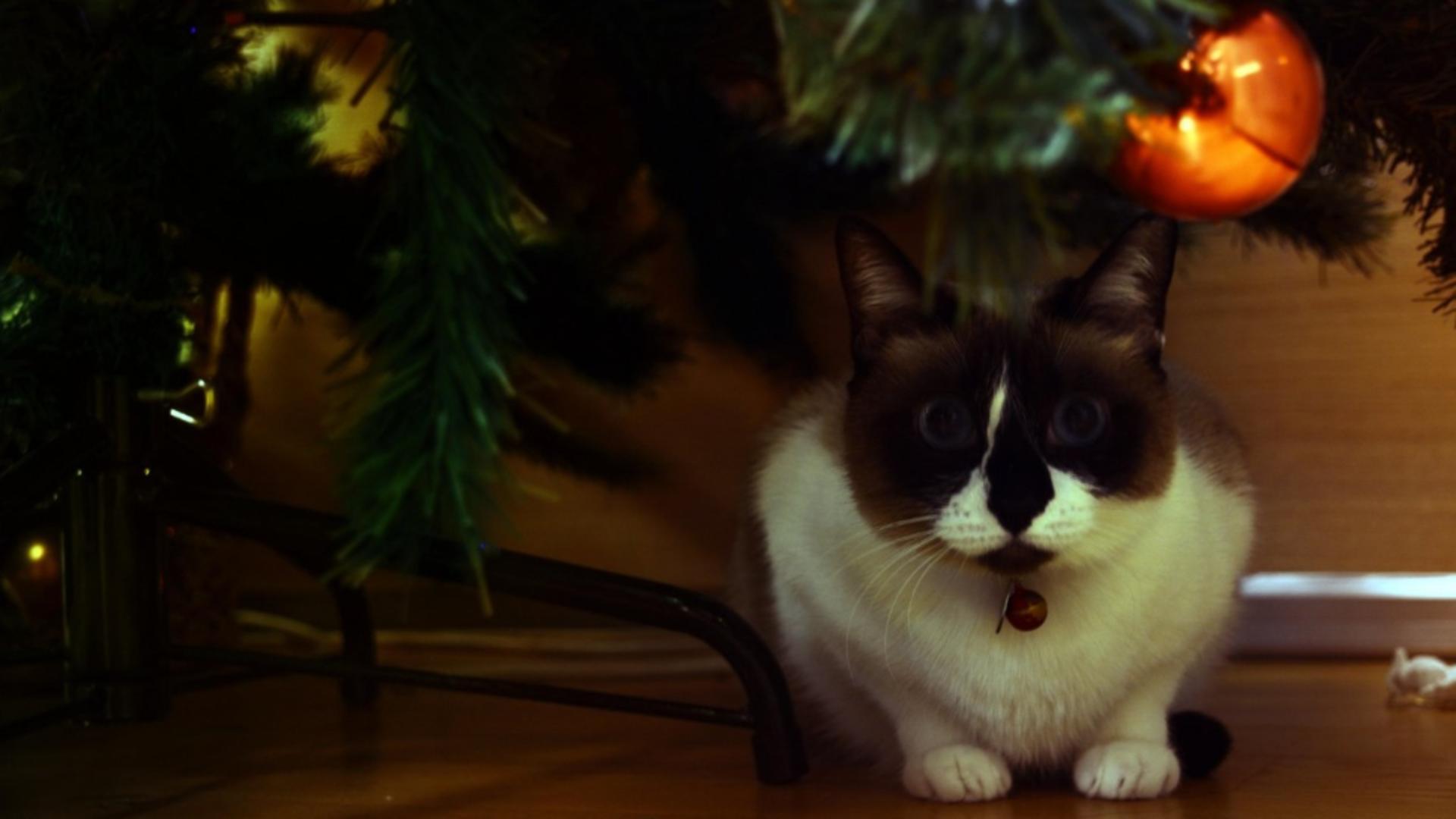 Bradul ce Crăciun, atracție irezistibilă pentru pisici. Foto/Profimedia