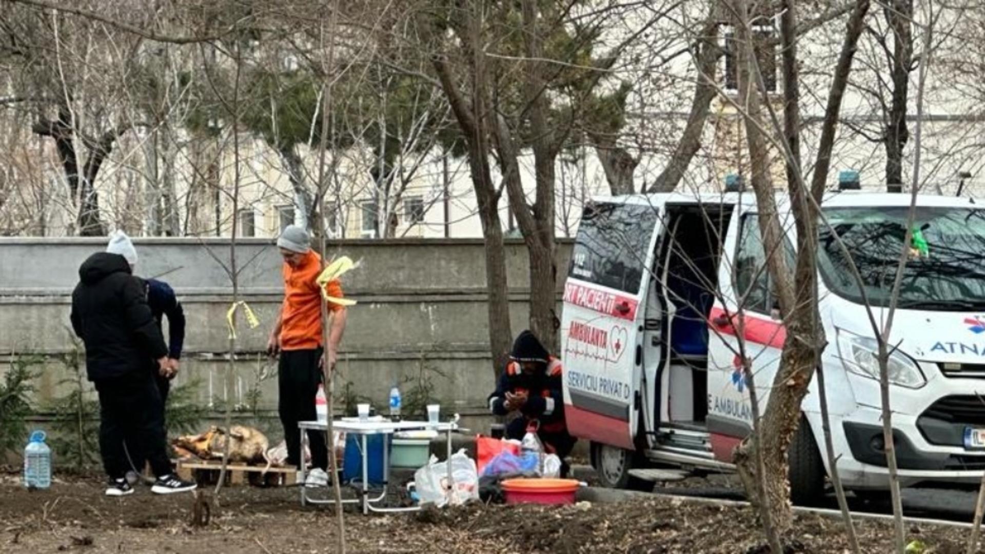 Scene ȘOCANTE în Constanța. Purcei aduși cu ambulanța și sacrificați într-un parc