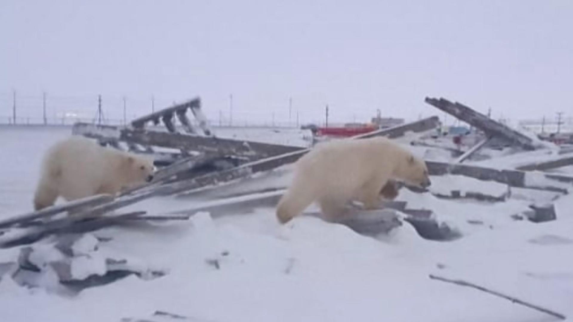 Urșii din Siberia nu pot hiberna din cauza temperaturii anormal de mari și se plimbă precum zombi