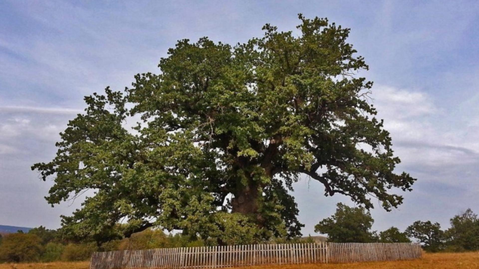 Unde se află cel mai bătrân copac din România