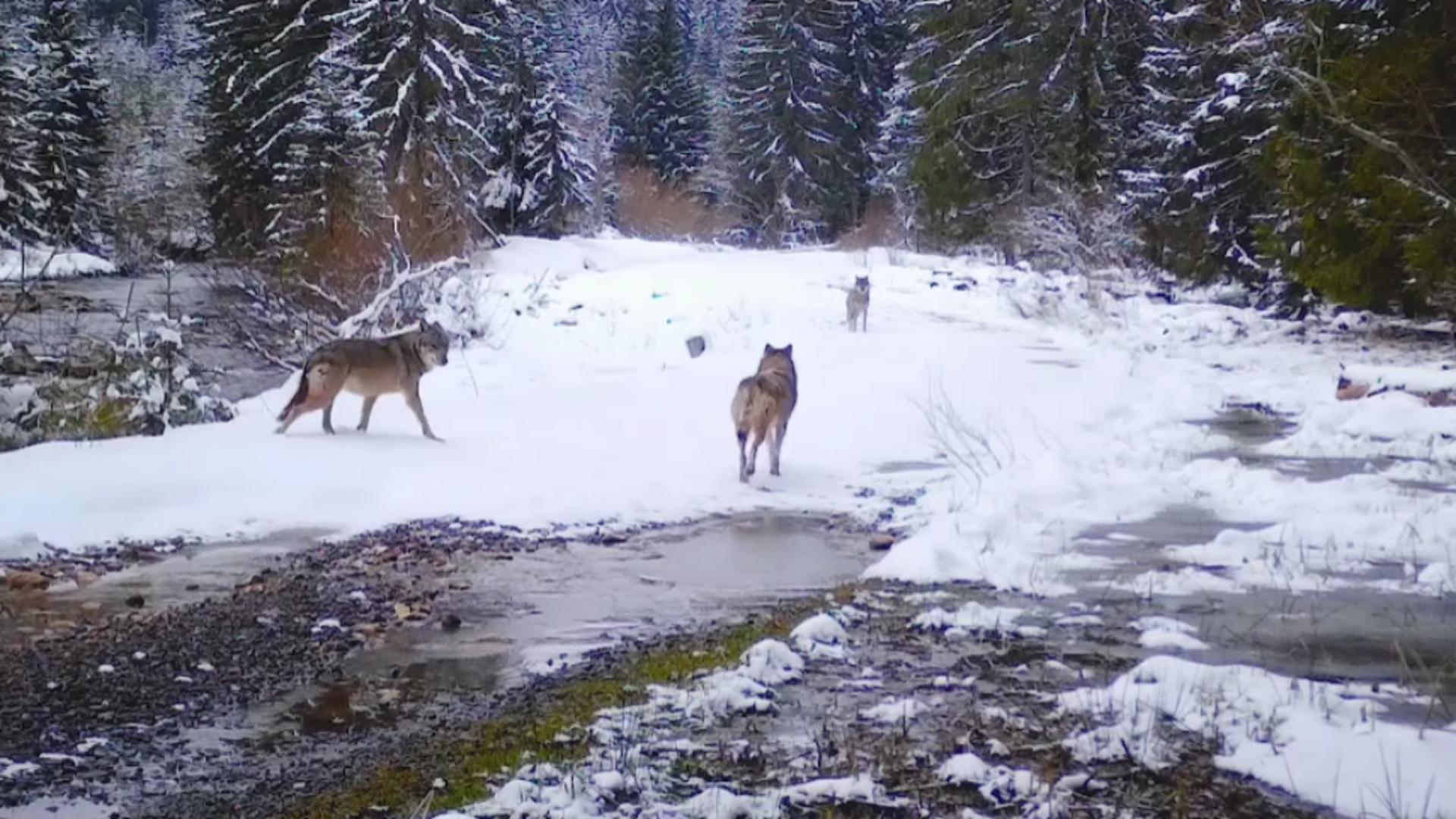 Haită de lupi, filmată pe un drum forestier din Munții Apuseni - Imagini inedite/ Captură video