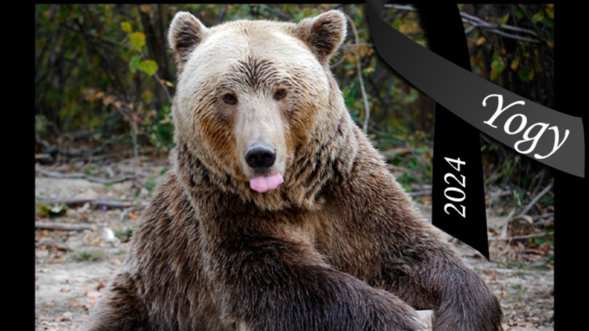 A murit Yogi, cel mai în vârstă urs brun din România. Mai mult de jumătate din viață și-a petrecut-o în captivitate