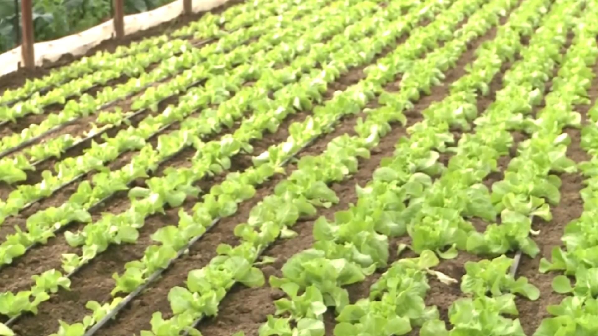 Legume asiatice, cultivate cu succes pe pământ românesc. Din ce fac bani fermierii coreeni/ Arhivă foto