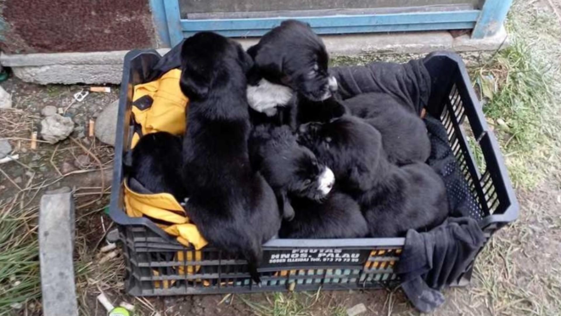 Mobilizare impresionantă pe Facebook pentru găsirea unui bărbat care a abandonat 10 pui de câine