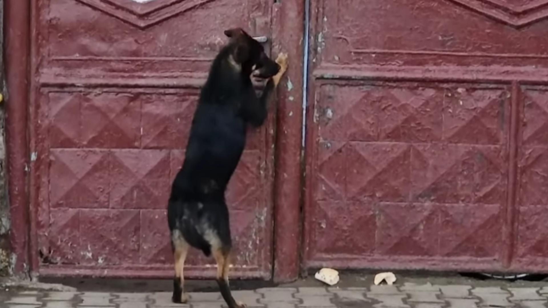 Amendă de 15.00 de lei pentru un bărbat din Gherla care și-a abandonat câinele în fața casei