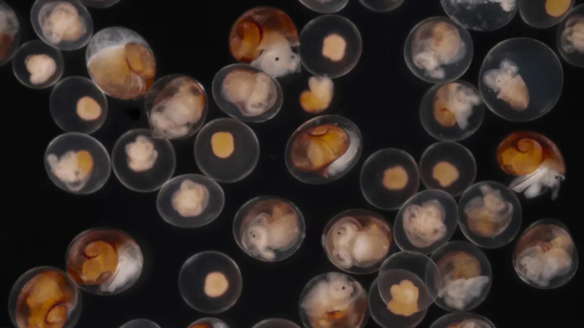 Embrionii melcului Littorina saxatilis (foto: Fredrik Pleijel)