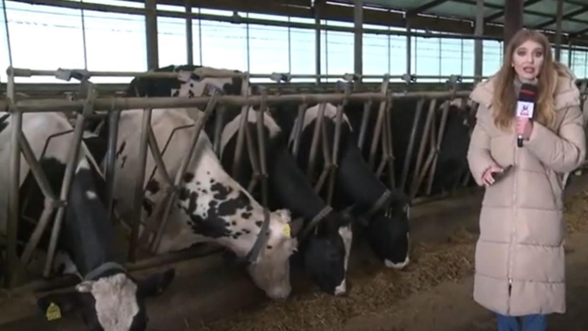 Ferme în prag de faliment, fermierii sunt disperați, duc vacile la abator în timp ce România importă lactate care n-au văzut laptele