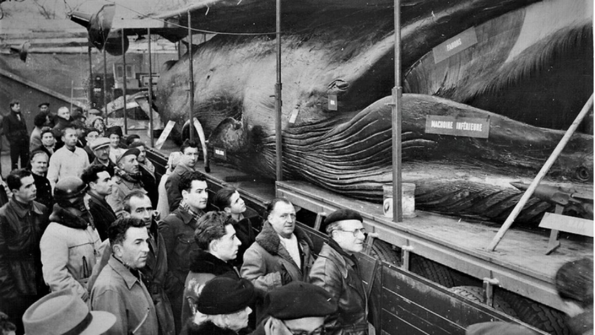 Goliath, balena care a făcut turneu prin România lui Gheorghiu-Dej. Zeci de mii de români au stat la coadă să o vadă