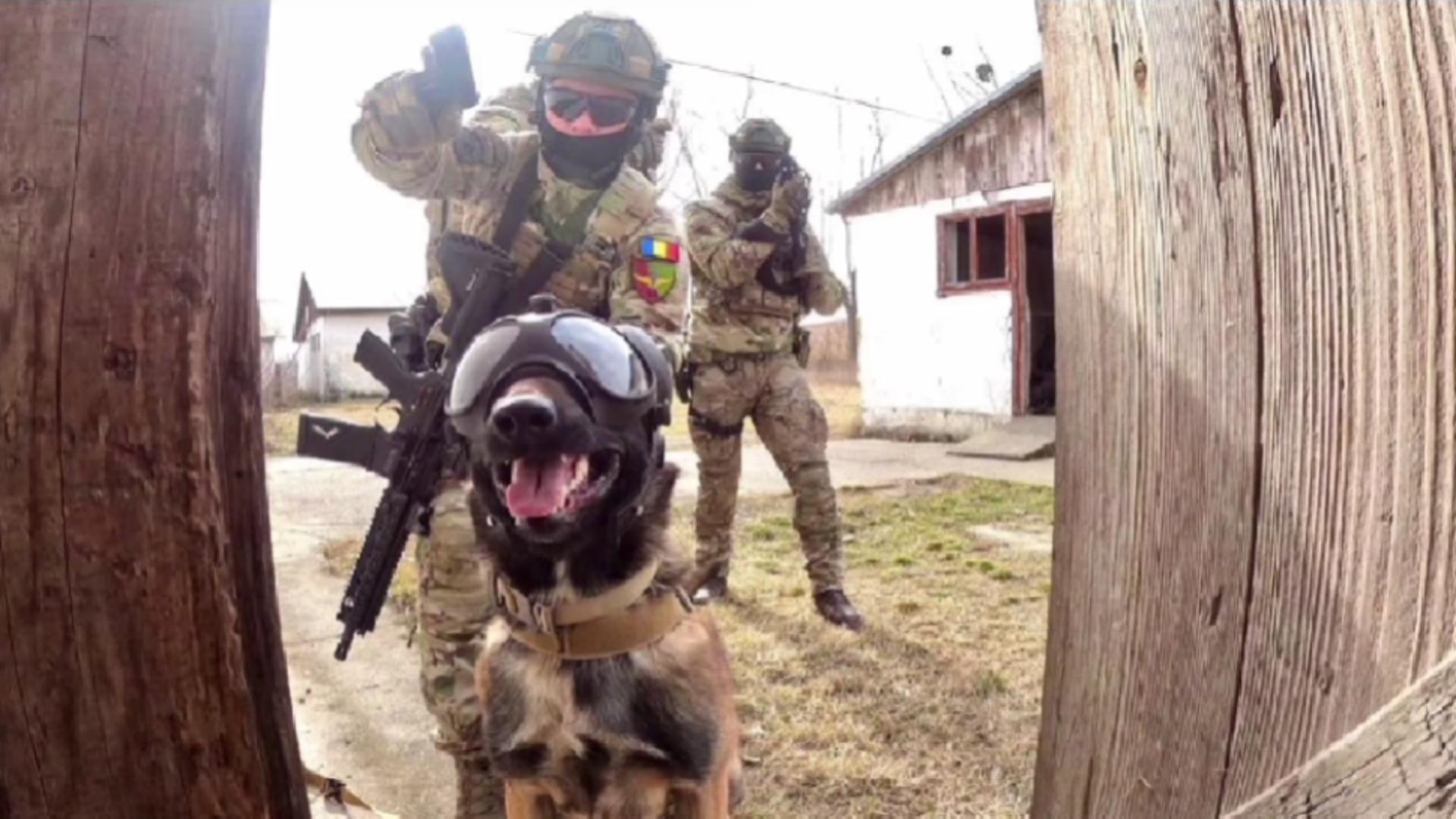 Armata Română caută parușutiști de COMANDO pentru trupele speciale. Ce calități li se cer candidaților? – VIDEO