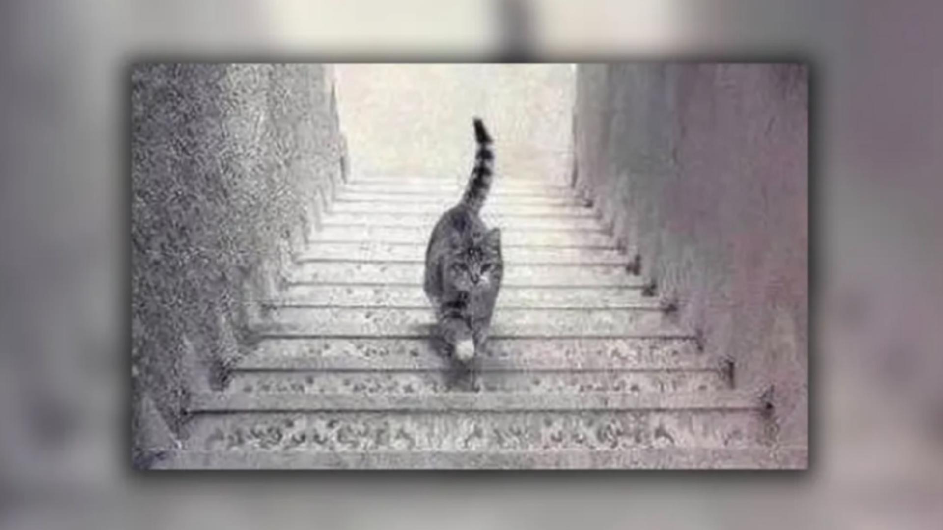 Cea mai enervantă iluzie optică. Ce face pisica din fotografie: urcă sau coboară scările?
