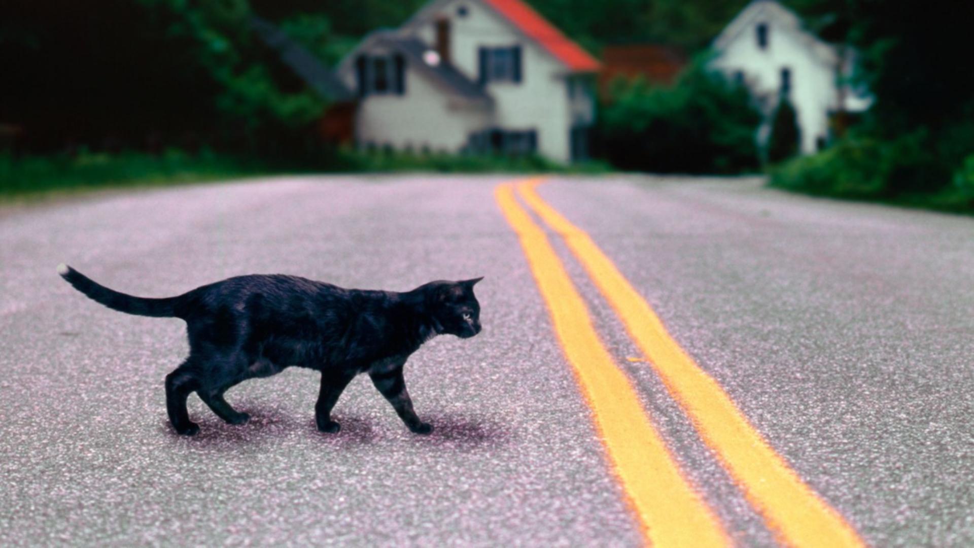 Что делать если кошка перебежала дорогу. Чёрный кот перебежал дорогу. Чёрная кошка перебежала дорогу. Черная кошка перебегает дорогу. Чёрный КОО перебегает дорогу.