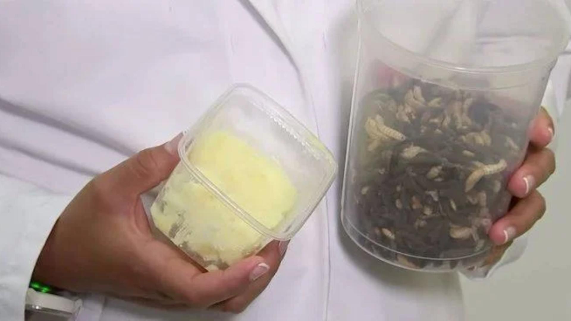 Untul de muscă, un nou aliment inventat de producători în căutarea disperată de „inovație culinară” și „sustenabilitate”