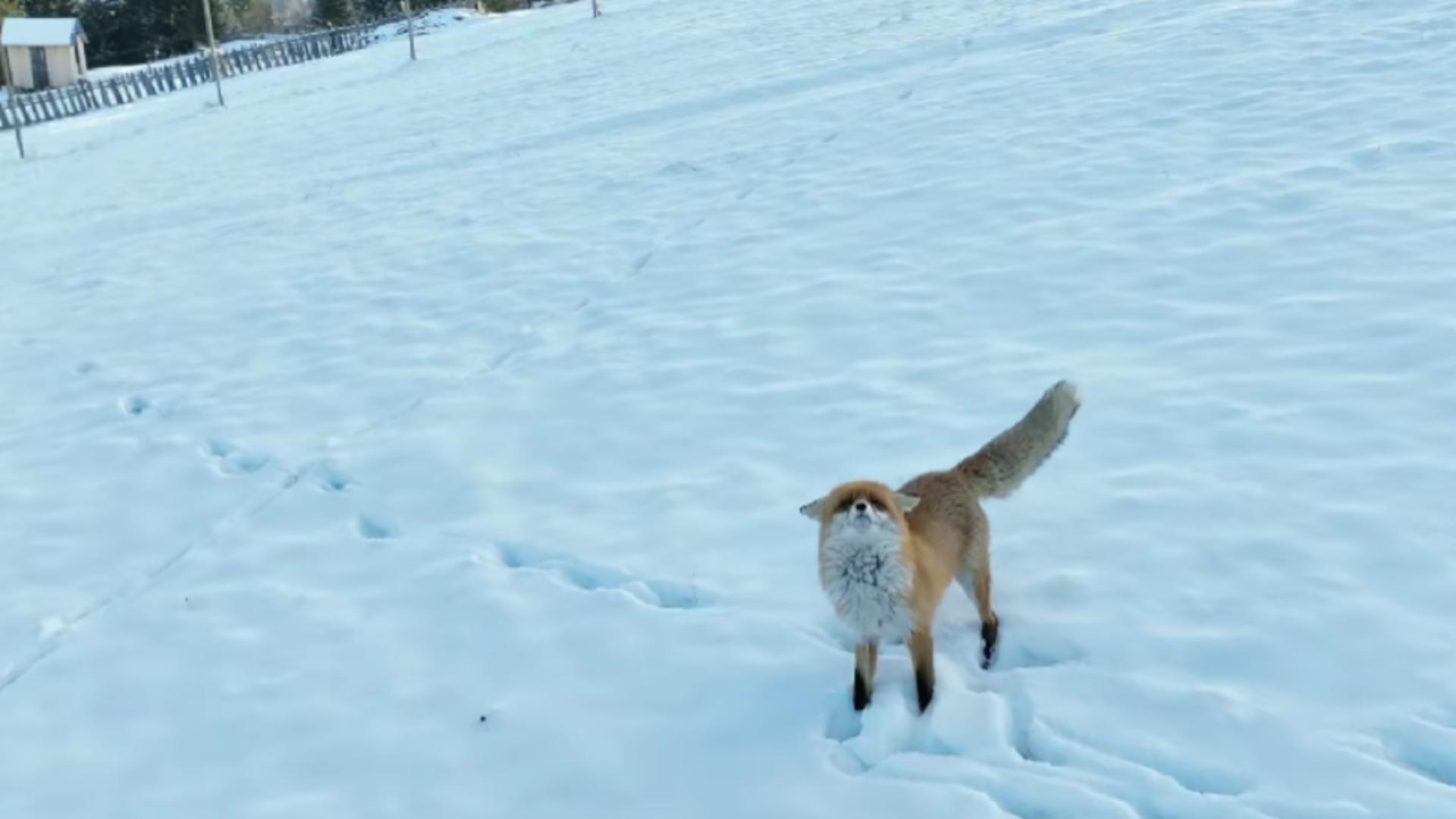 Vulpe pusă pe fugă de o dronă care filma în Bucovina – VIDEO
