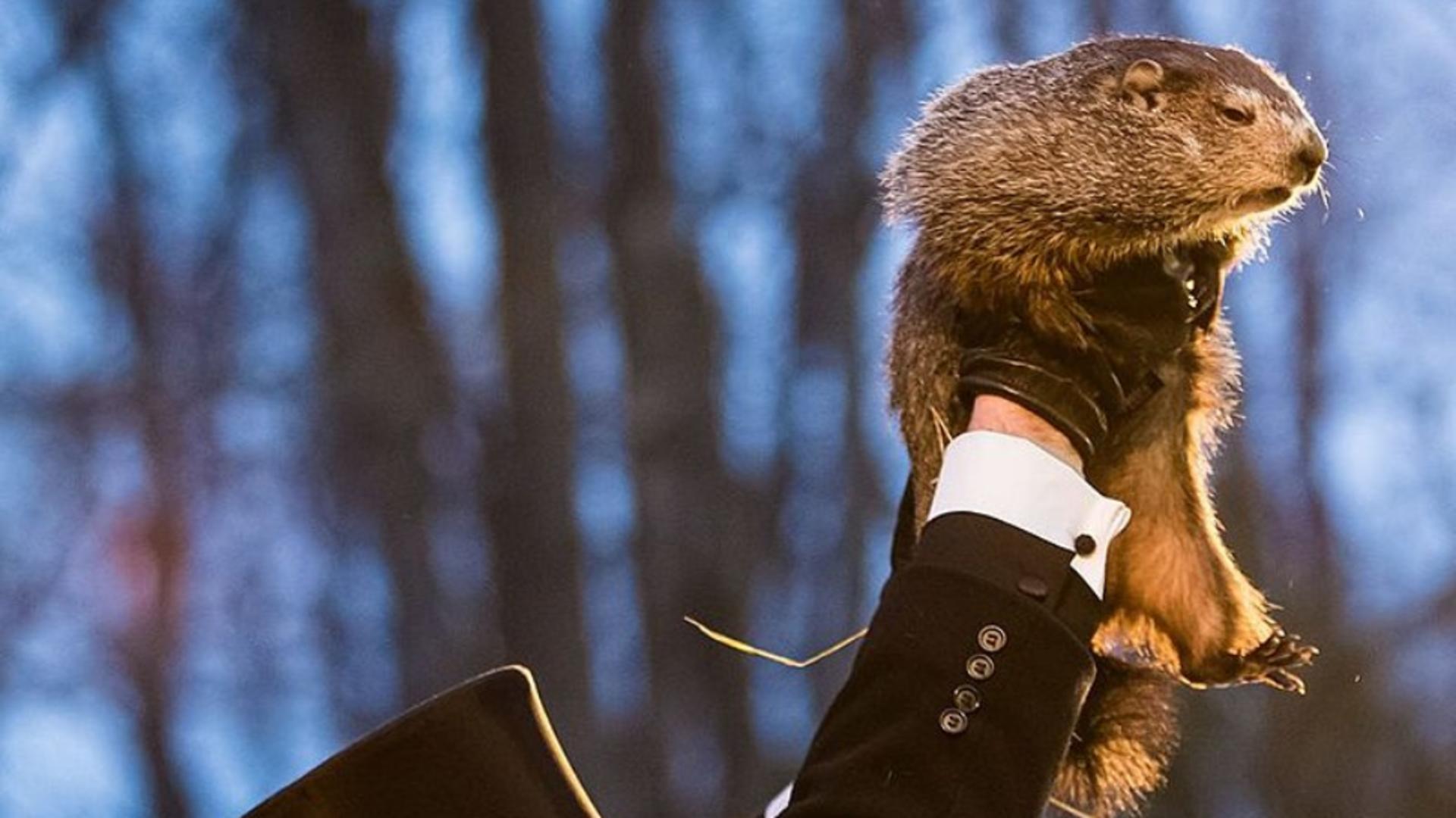 Previziunea incredibilă a marmotei Phil despre primăvară. Americanii sunt în delir