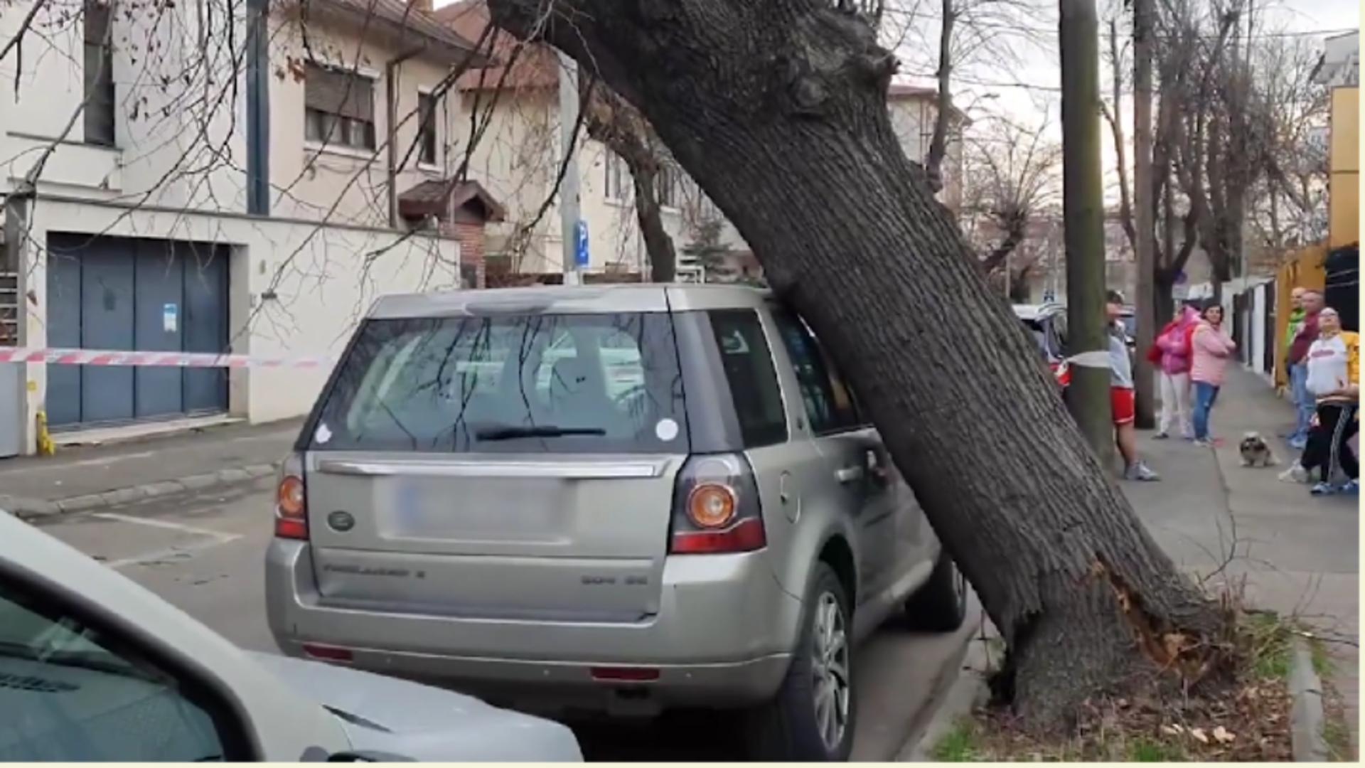 Un copac masiv a căzut din senin peste o mașină parcată pe o stradă din Sectorul 1 al Capitalei. În apropiere se află o grădiniță