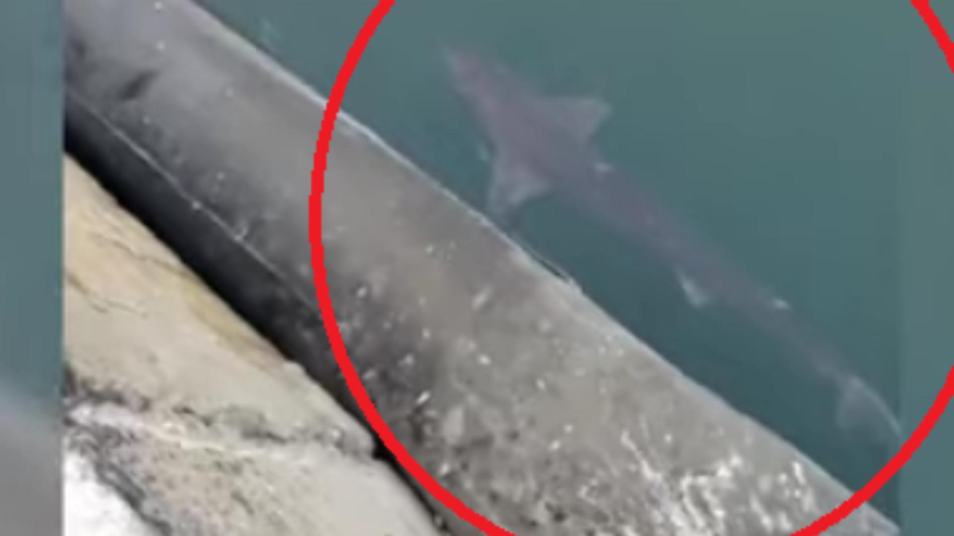Apariție rară pe litoralul românesc! Un rechin, filmat aproape de suprafața apei, în Portul Constanța/ Captură video