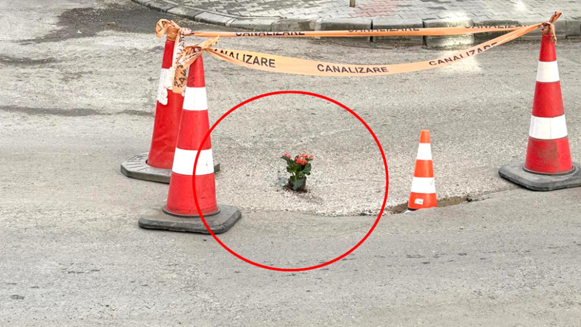 Flori în gropile din asflat, metoda inedită a vasluienilor să-i tragă de urechi pe cei din conducerea orașului. Foto/Vremeanoua