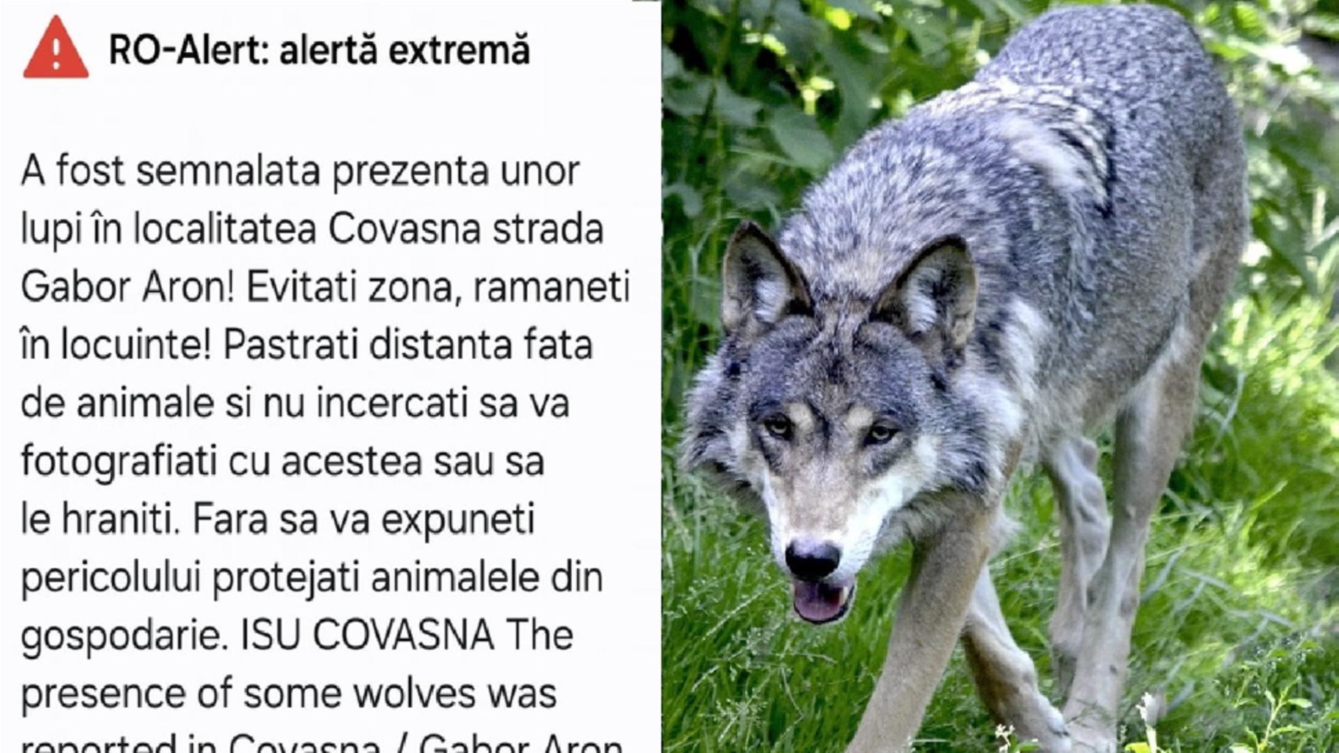 Lupii dau târcoale caselor din Covasna. RO-ALERT a avertizat localnicii printr-o alertă extremă