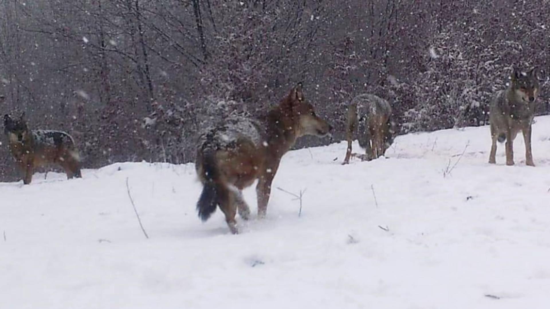 Lupii au pus stăpânire pe zonele de la marginea localităților (foto: Attila Kiss)