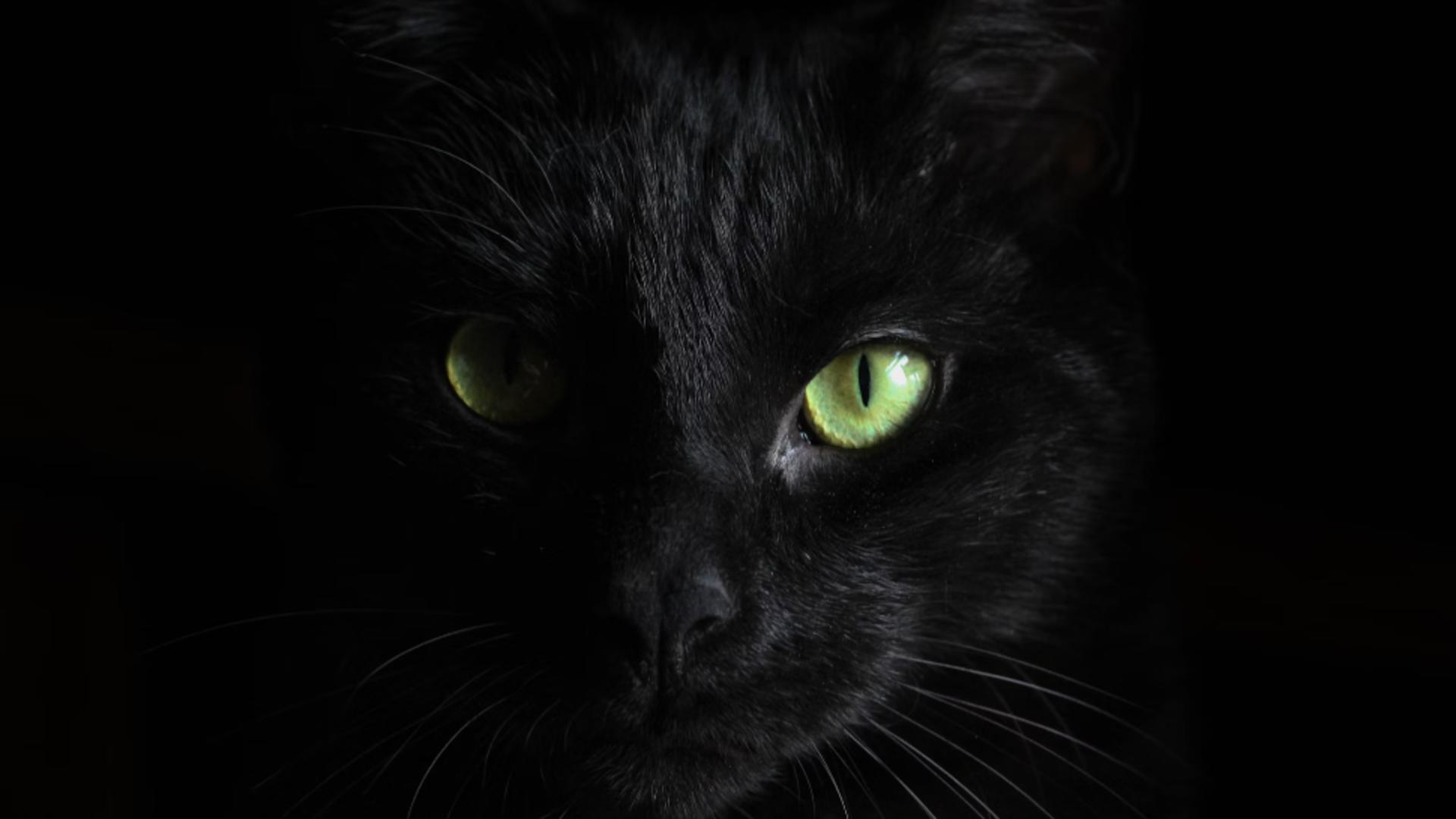 Pisicile negre chiar aduc ghinion? Două dintre țările preferate de români le consideră norocoase/ unsplash.com