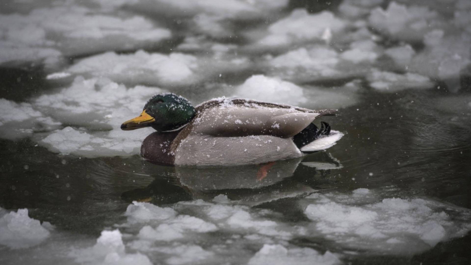 Temperaturi diurne peste mediile multianuale, în următoarele 2 săptămâni. Unde sunt așteptate precipitații