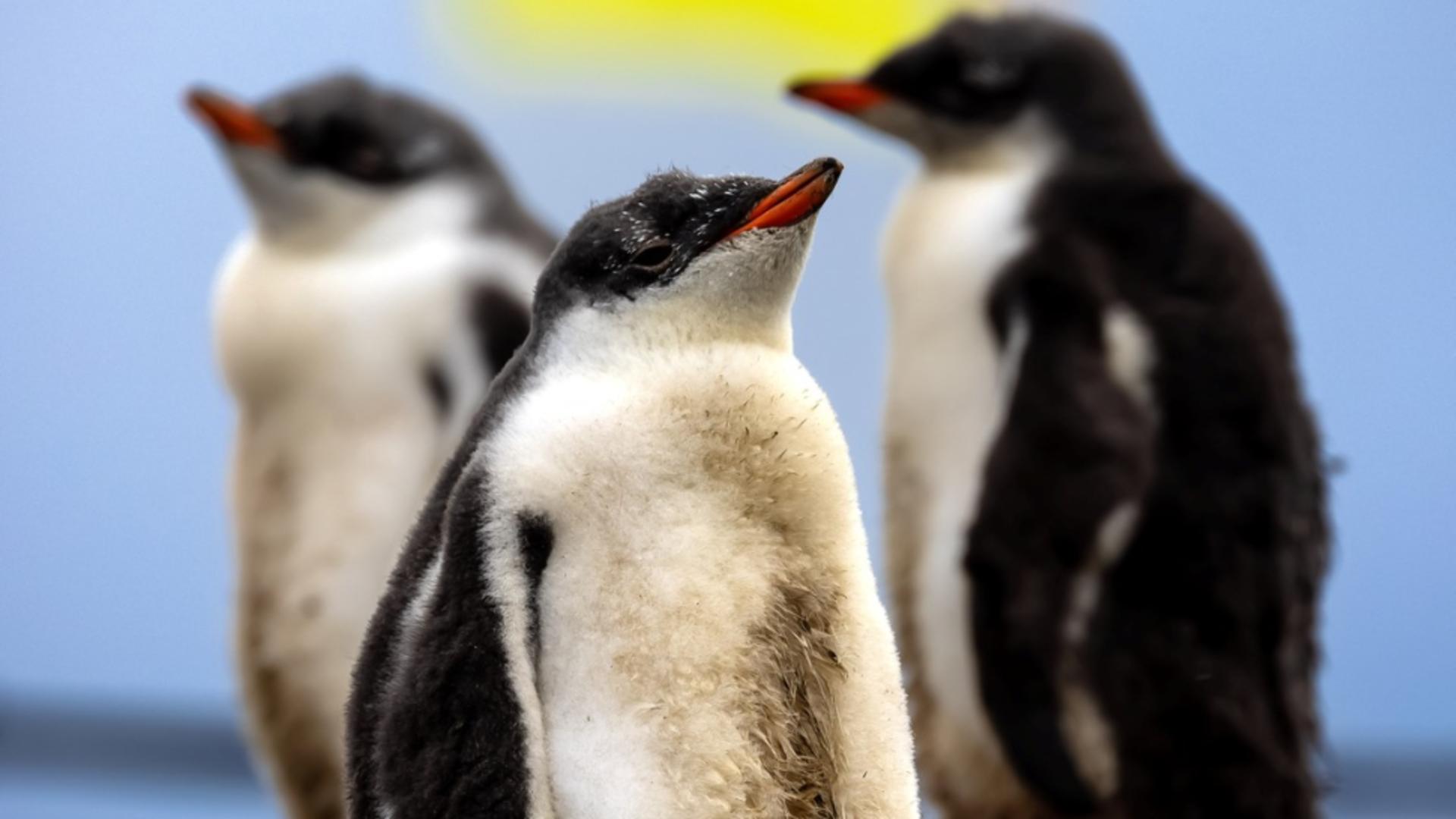 Gripa aviară a ajuns în Antarctica! Risc uriaș pentru coloniile de pinguini