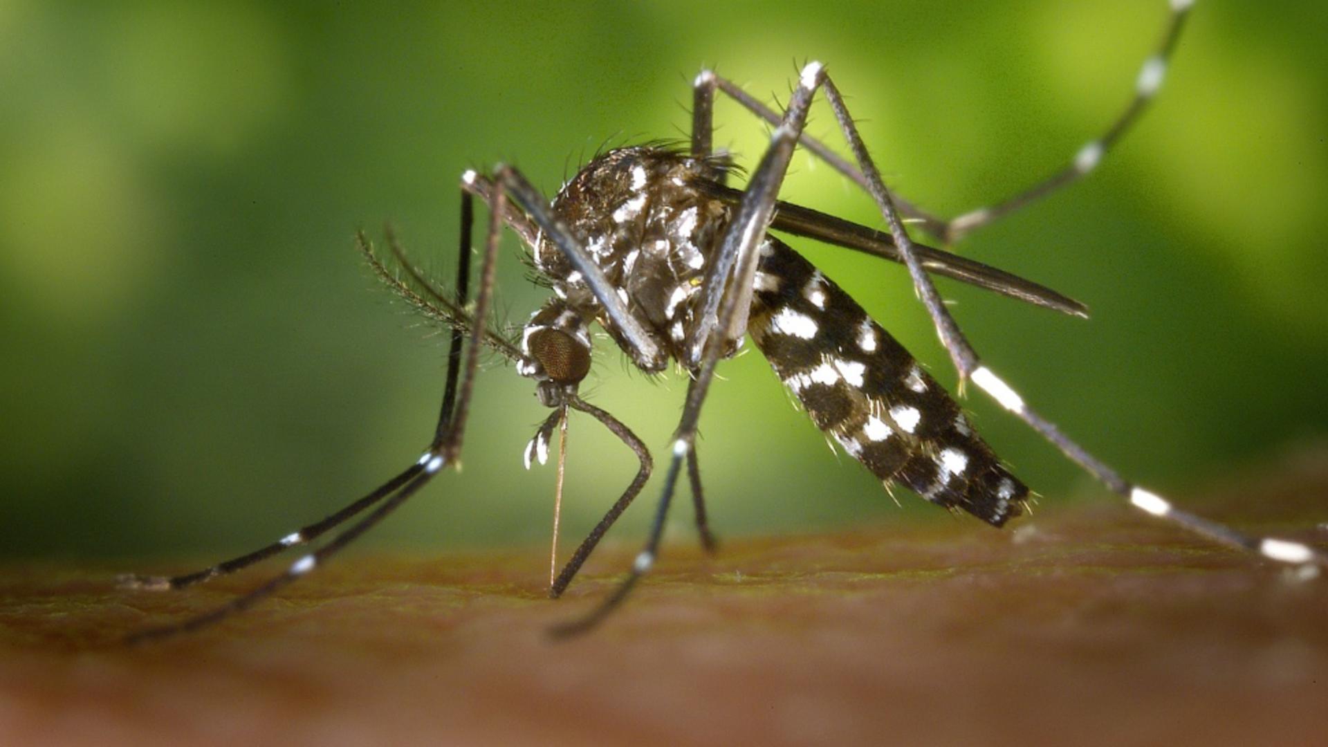 Țânțarii modificați genetic, arma secretă împotriva febrei denga