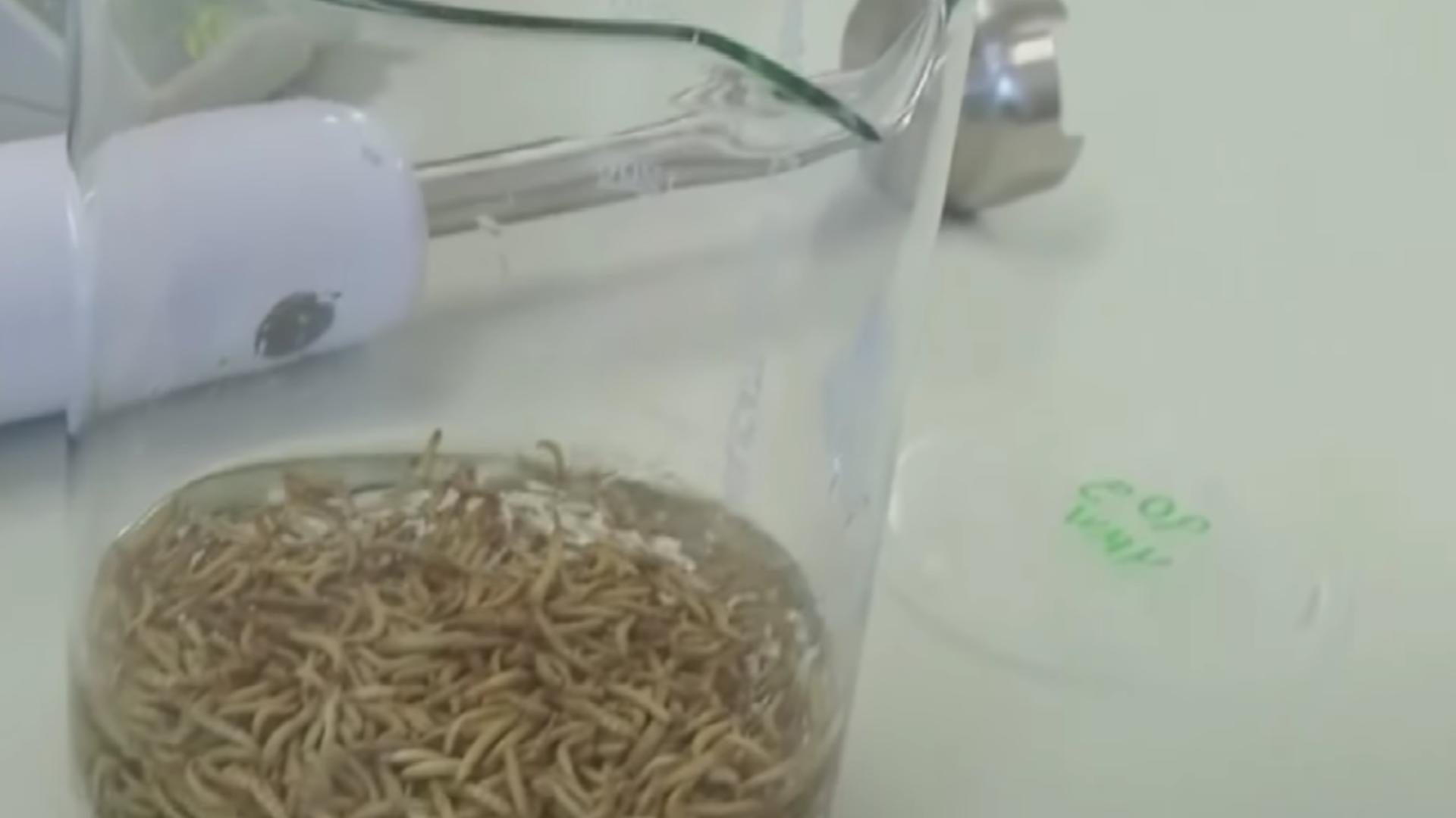 Untul de muscă, un nou produs alimentar controversat care urmează să ajungă în magazine