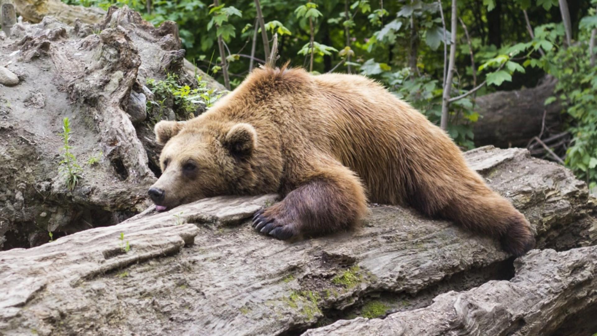 Premieră în România: ALERTĂ de urși în județul Brăila